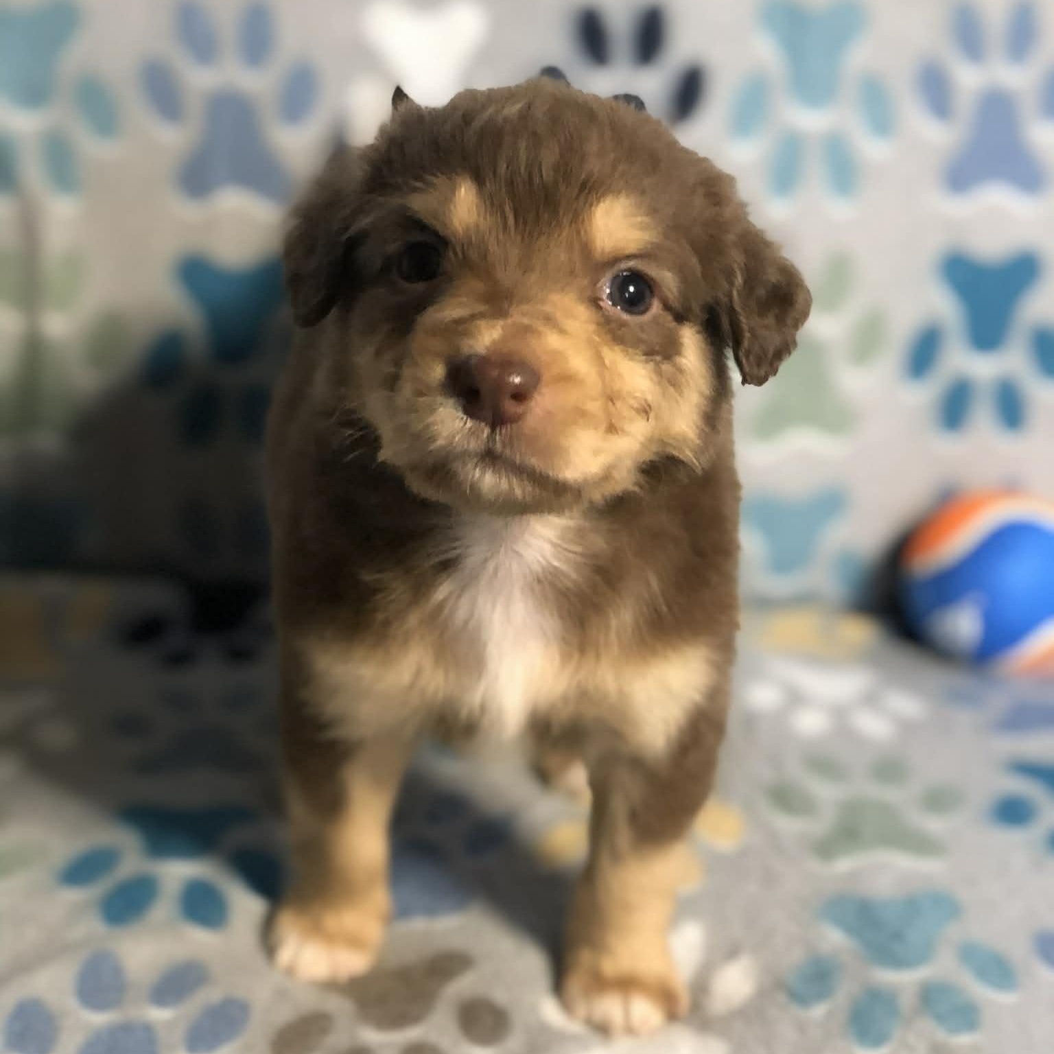 Enlarge Ollie , an adopted mixed breed in Campton, KY image 6/6