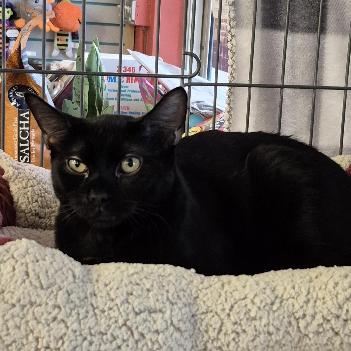 Enlarge Cookie, a ADOPTABLE Domestic Short Hair in Hillsborough, NJ image 1/3