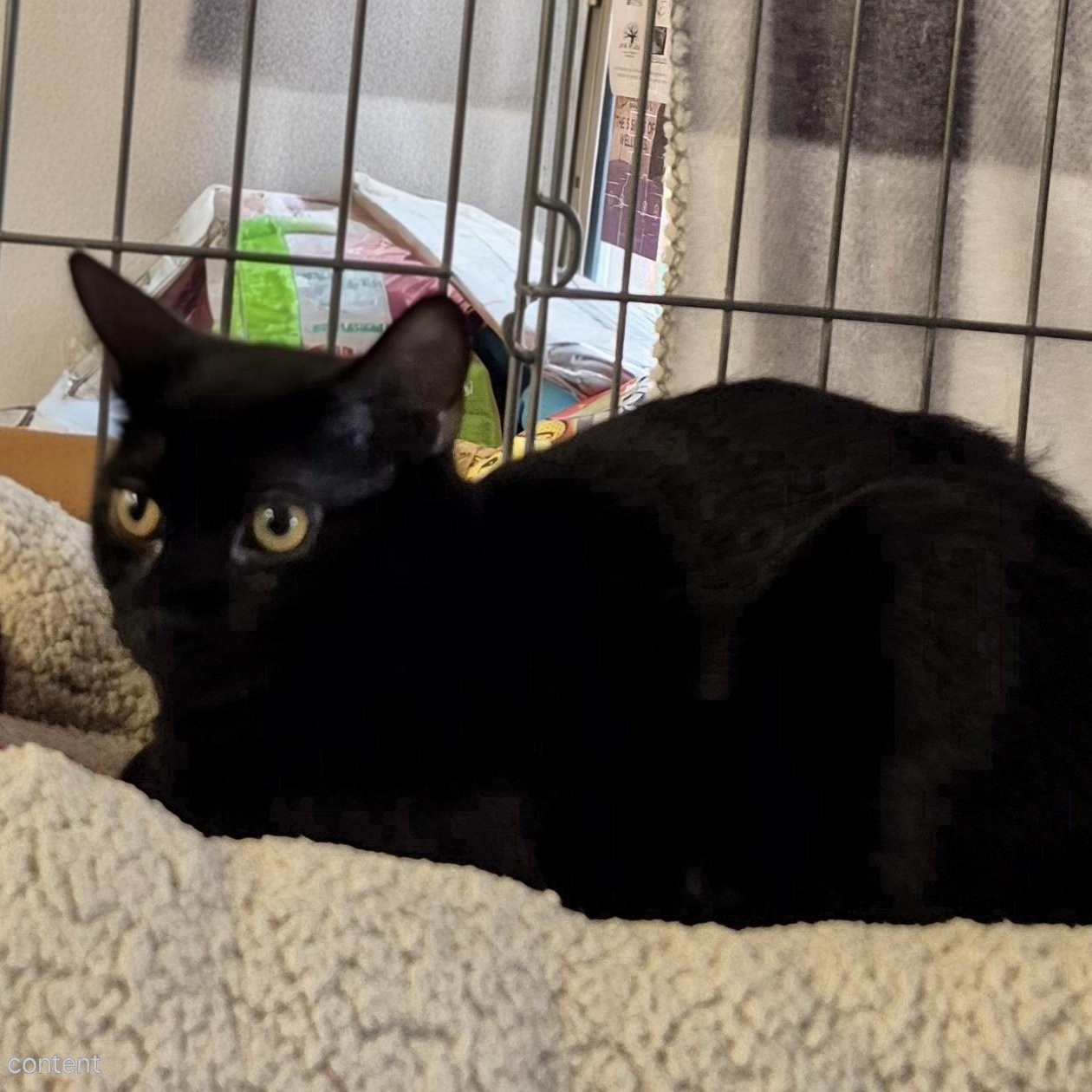 Enlarge Cookie, a ADOPTABLE Domestic Short Hair in Hillsborough, NJ image 2/3