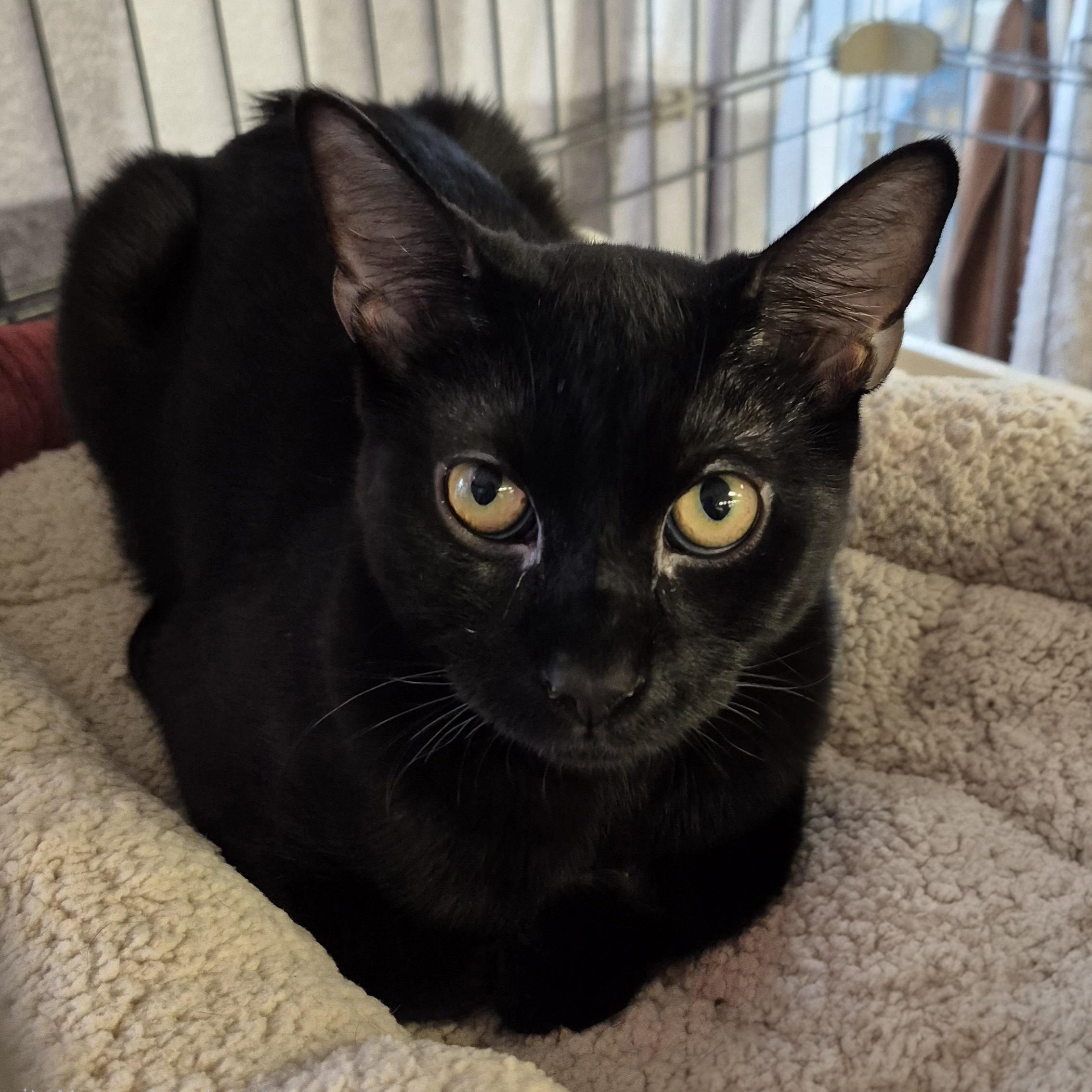 Enlarge Cookie, a ADOPTABLE Domestic Short Hair in Hillsborough, NJ image 3/3