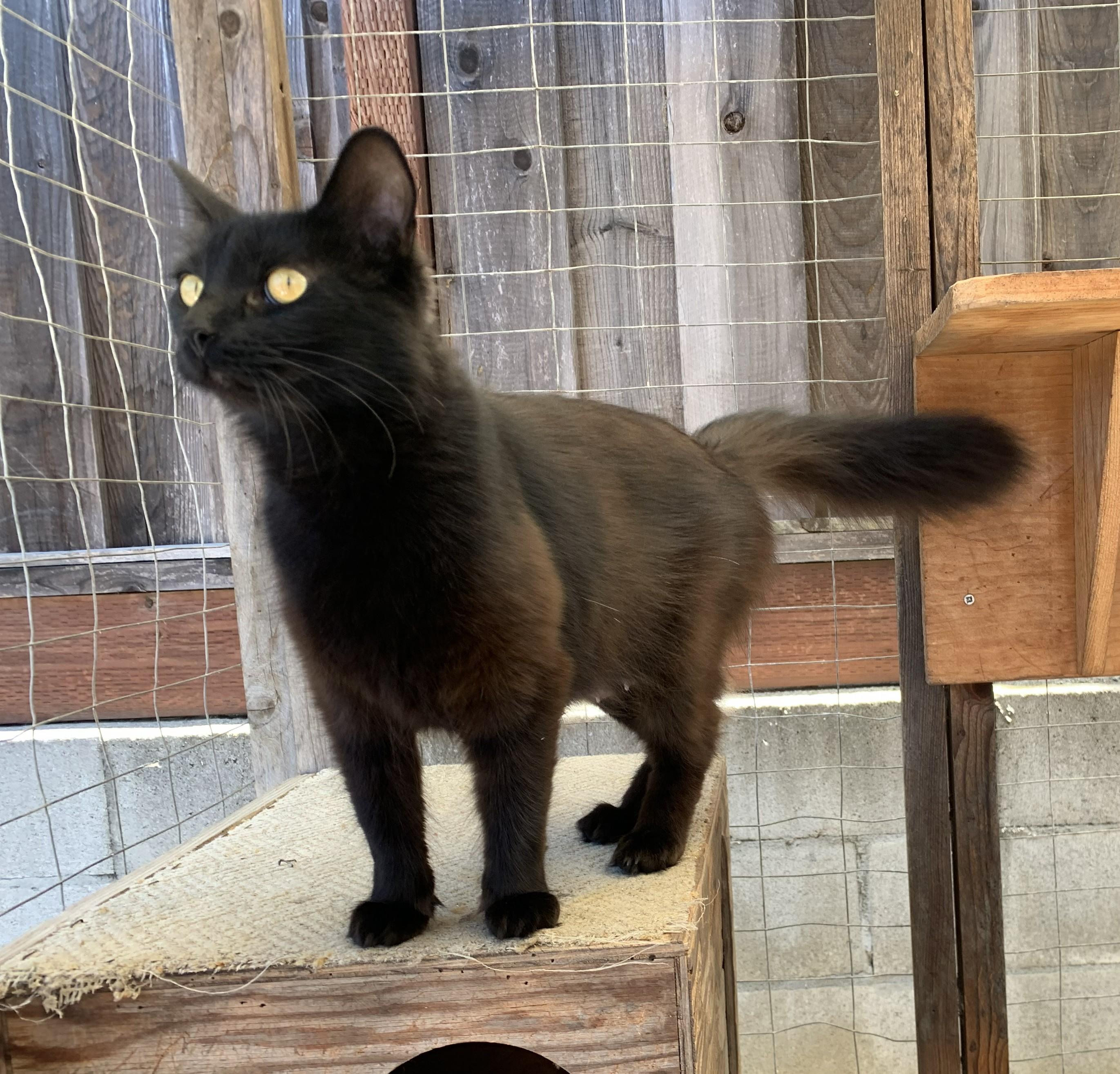 Starlight, a ADOPTABLE mixed breed in Hollister, CA image 2/2