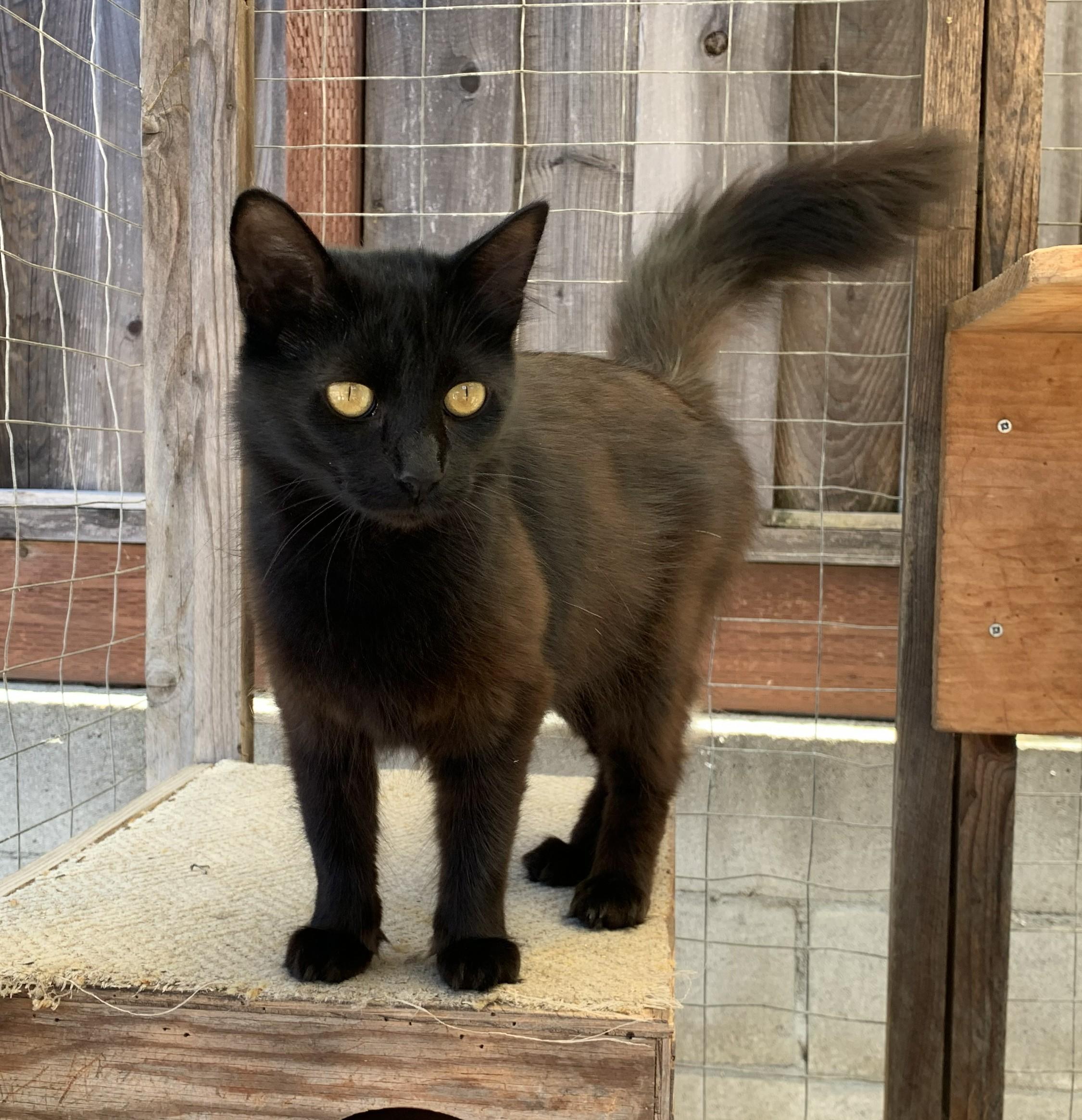 Starlight, a ADOPTABLE mixed breed in Hollister, CA image 1/2
