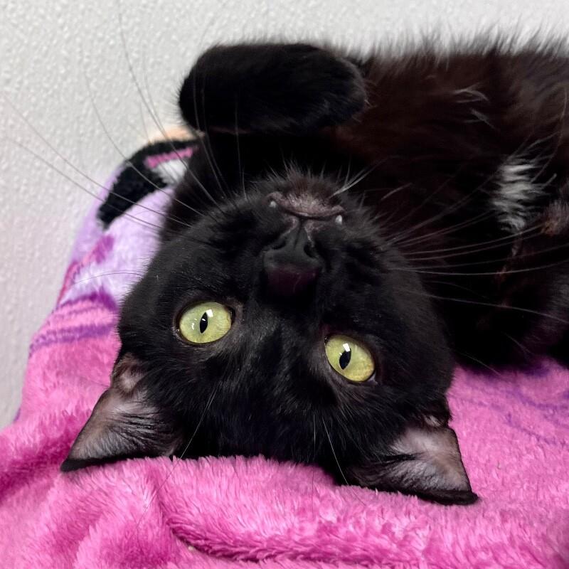 Cece, Adoptable, Adult Female Domestic Short Hair.