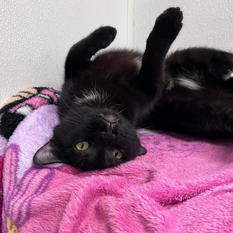 Enlarge Cece, a Adoptable Domestic Short Hair in Yankton, SD image 2/4