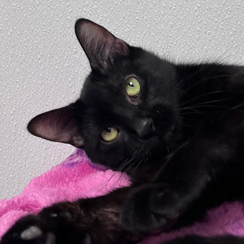 Enlarge Cece, a Adoptable Domestic Short Hair in Yankton, SD image 3/4