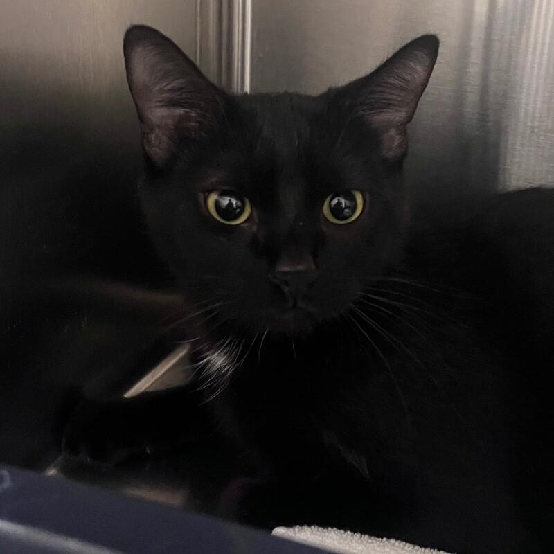 Enlarge Cece, a Adoptable Domestic Short Hair in Yankton, SD image 4/4