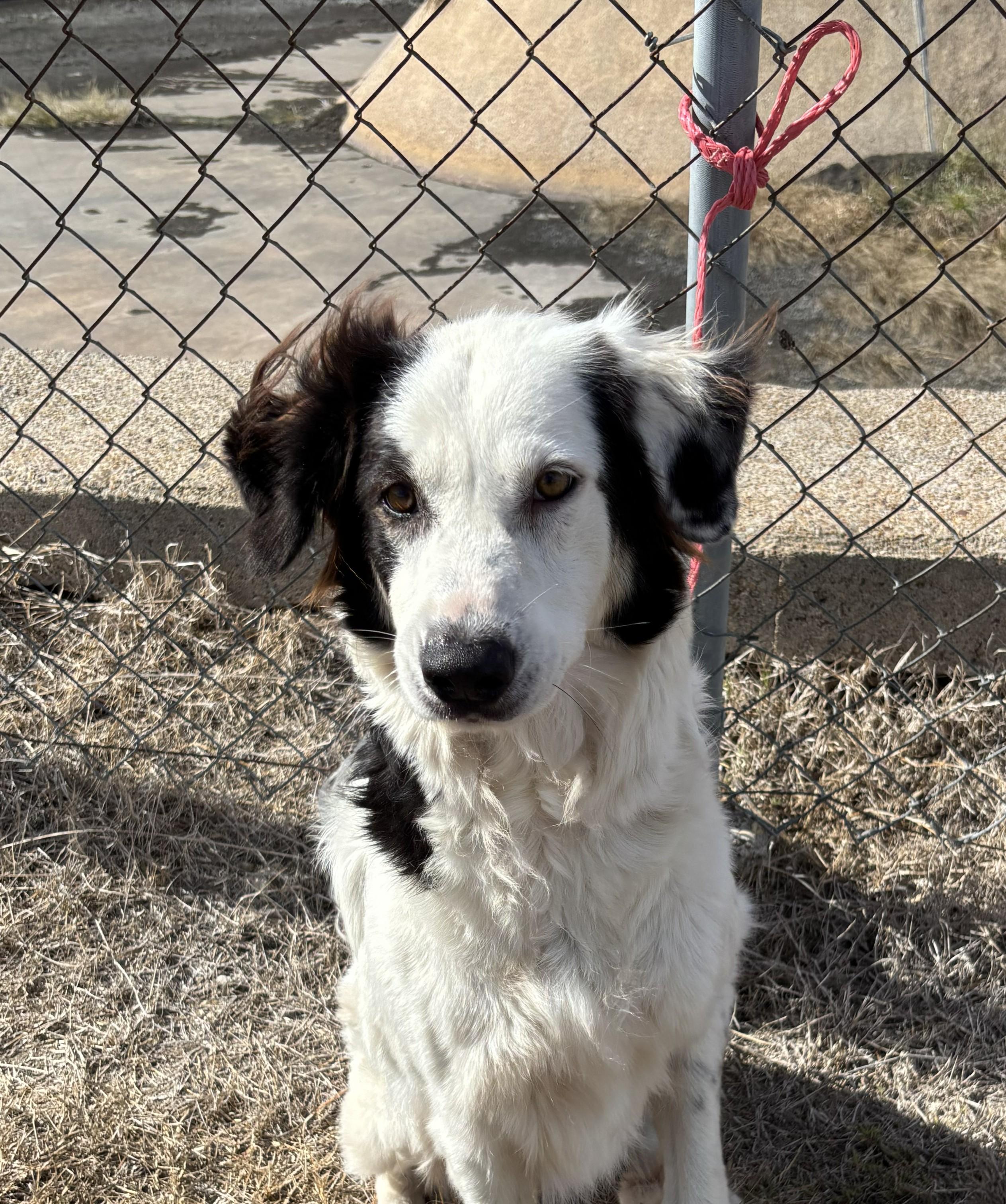 Bella, Adoptable, Adult Female Border Collie.