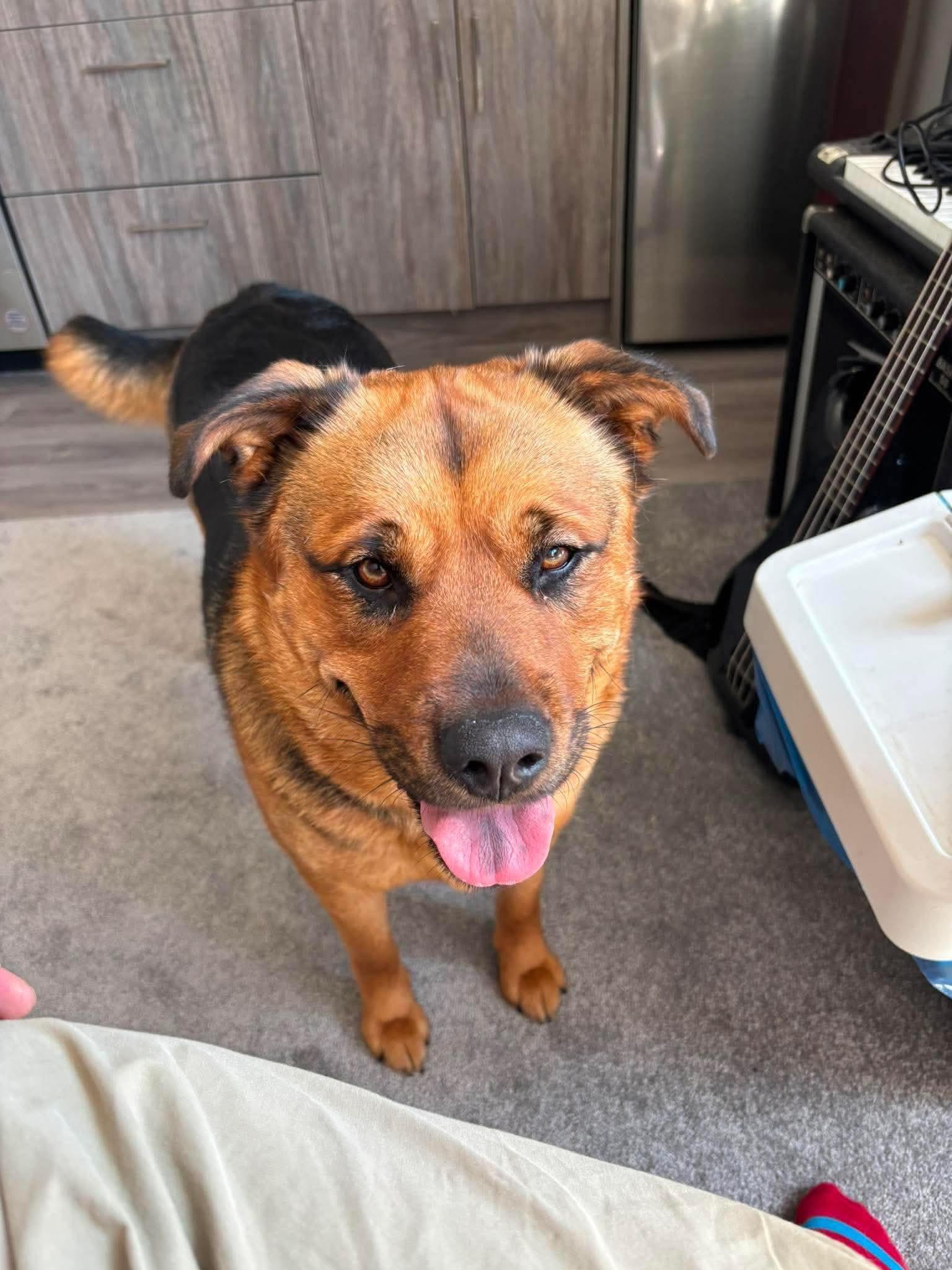 Nala, a ADOPTABLE mixed breed in Toronto, ON image 3/5