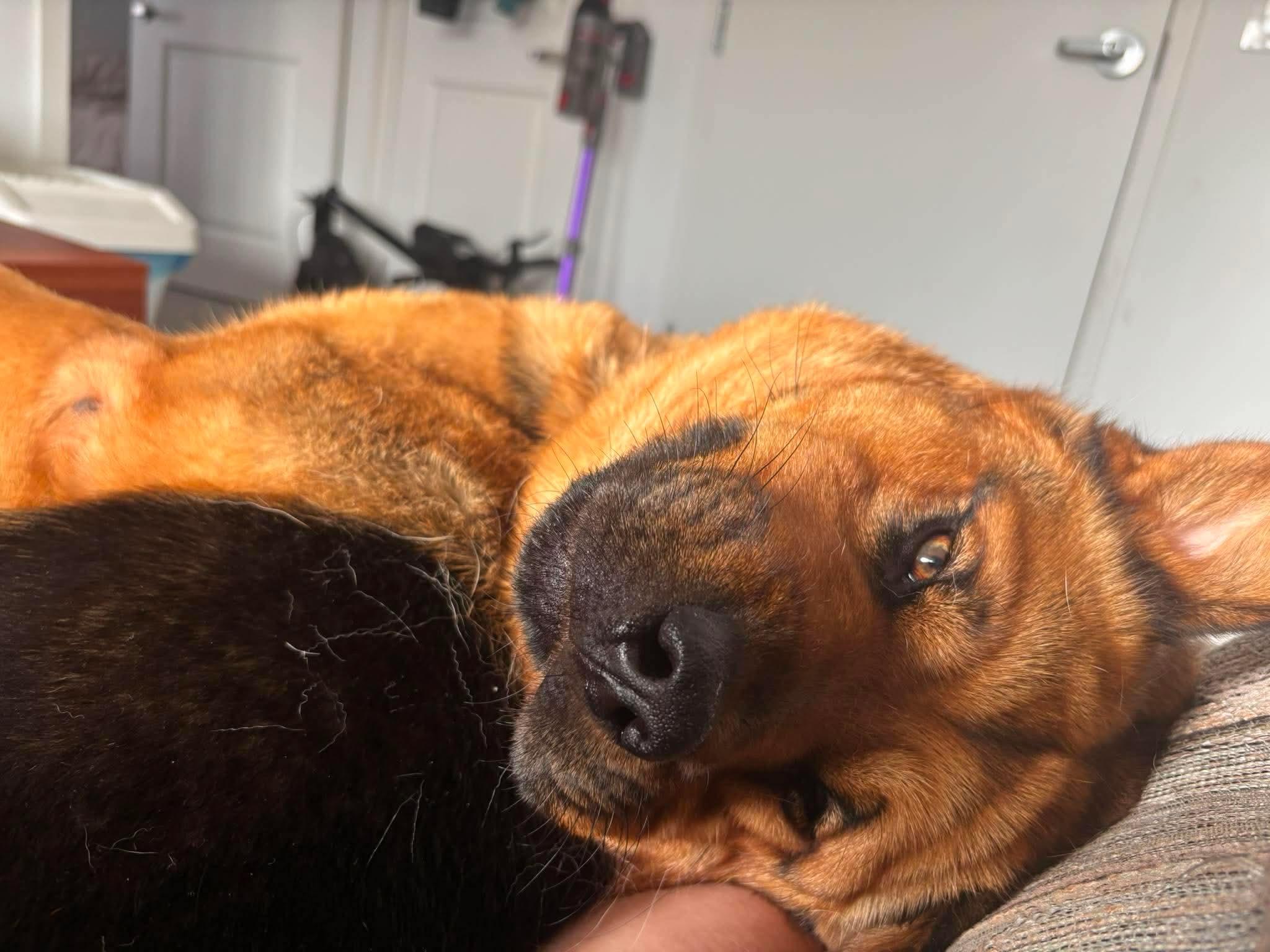 Nala, a ADOPTABLE mixed breed in Toronto, ON image 4/5