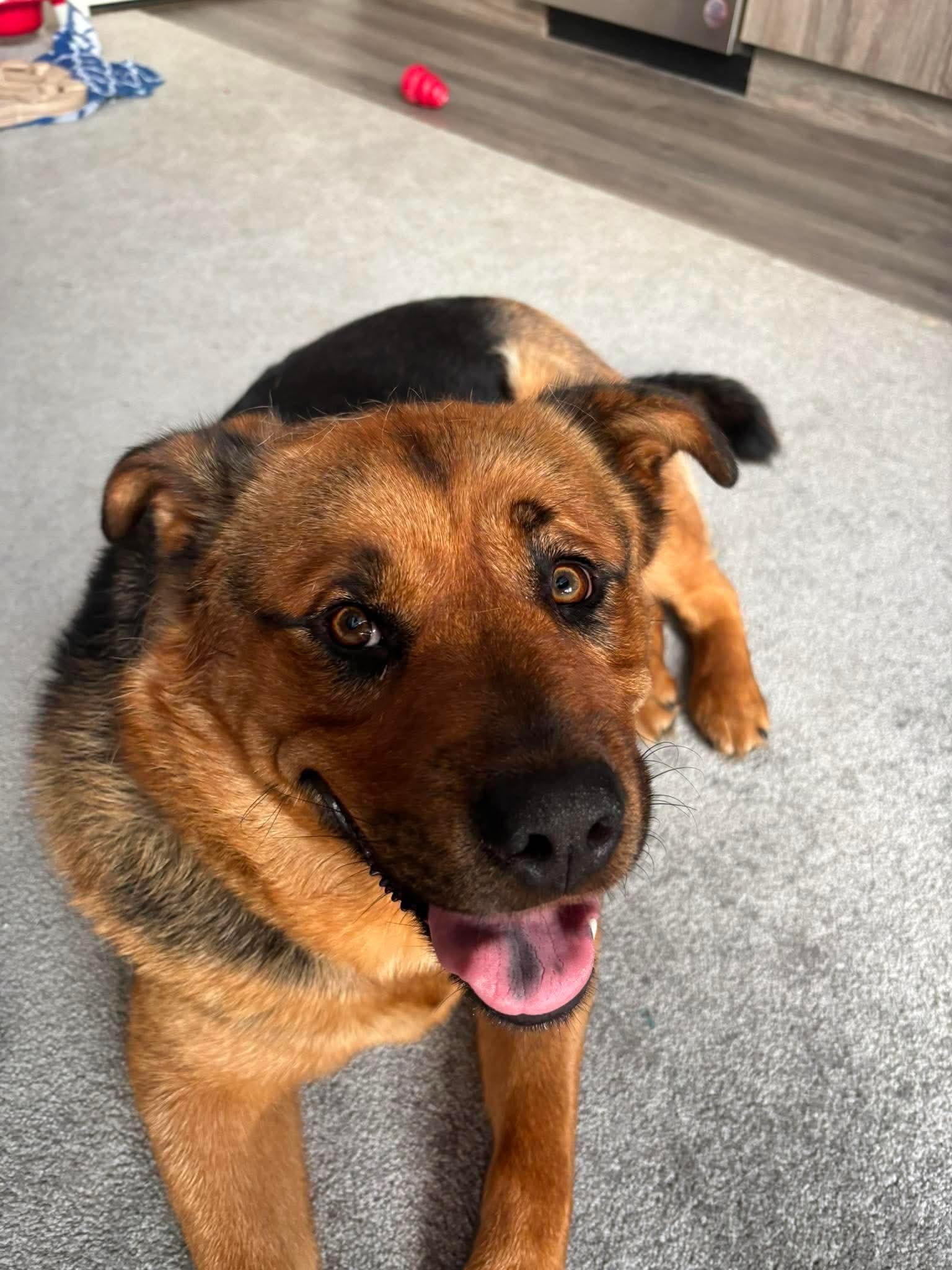 Nala, ADOPTABLE, Adult Female Labrador Retriever & Husky.
