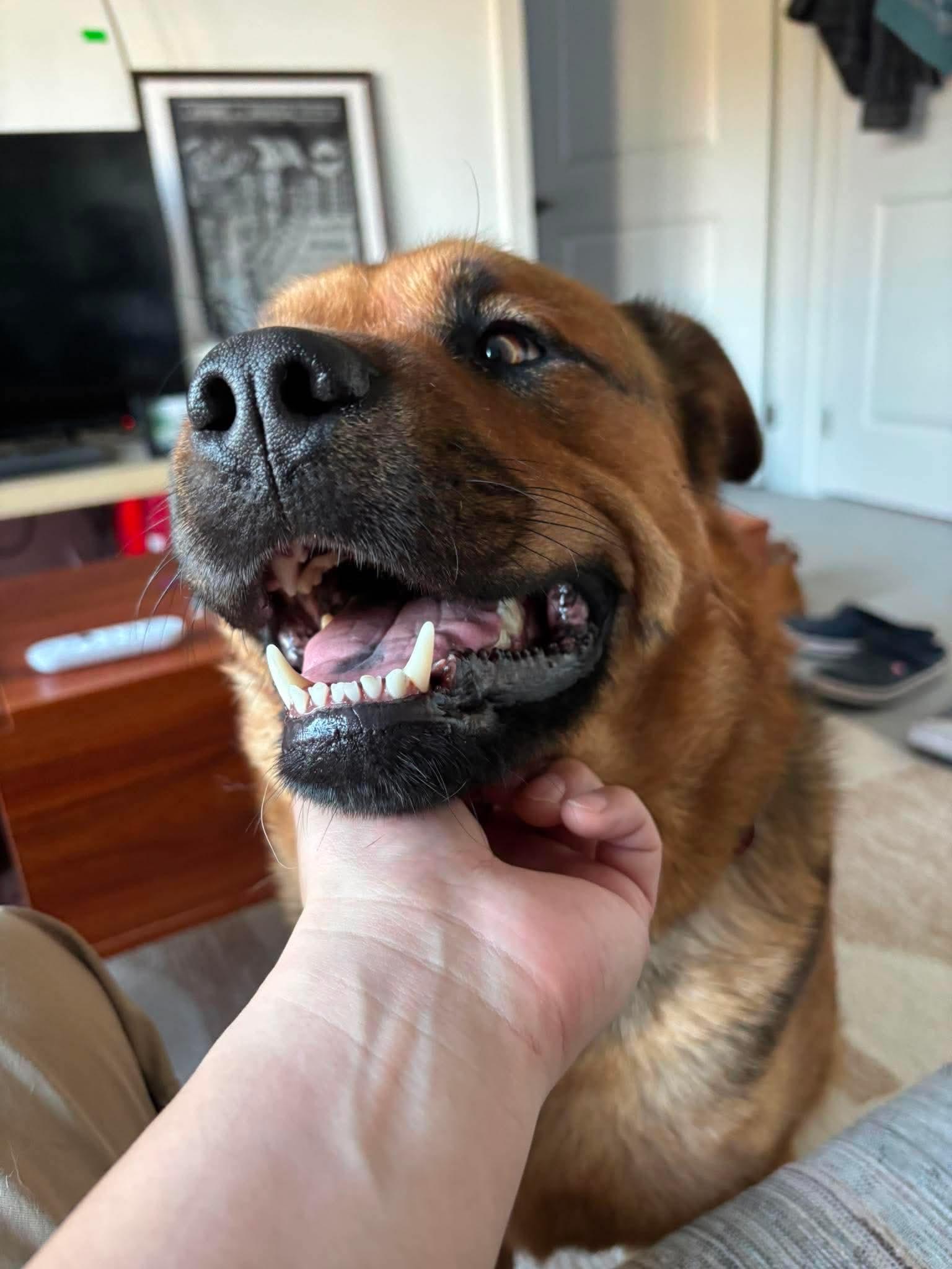 Nala, a ADOPTABLE mixed breed in Toronto, ON image 5/5