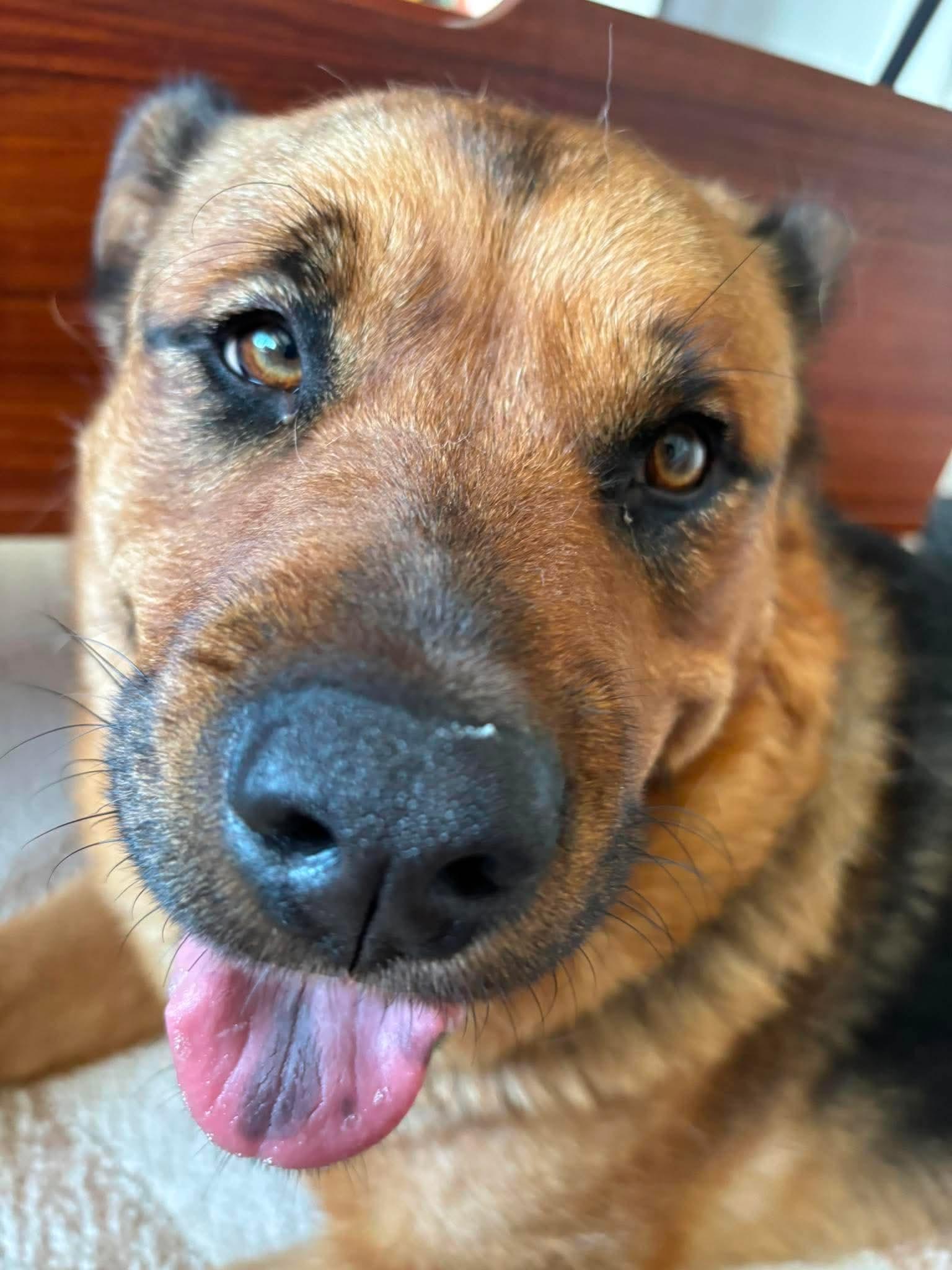 Nala, a ADOPTABLE mixed breed in Toronto, ON image 2/5