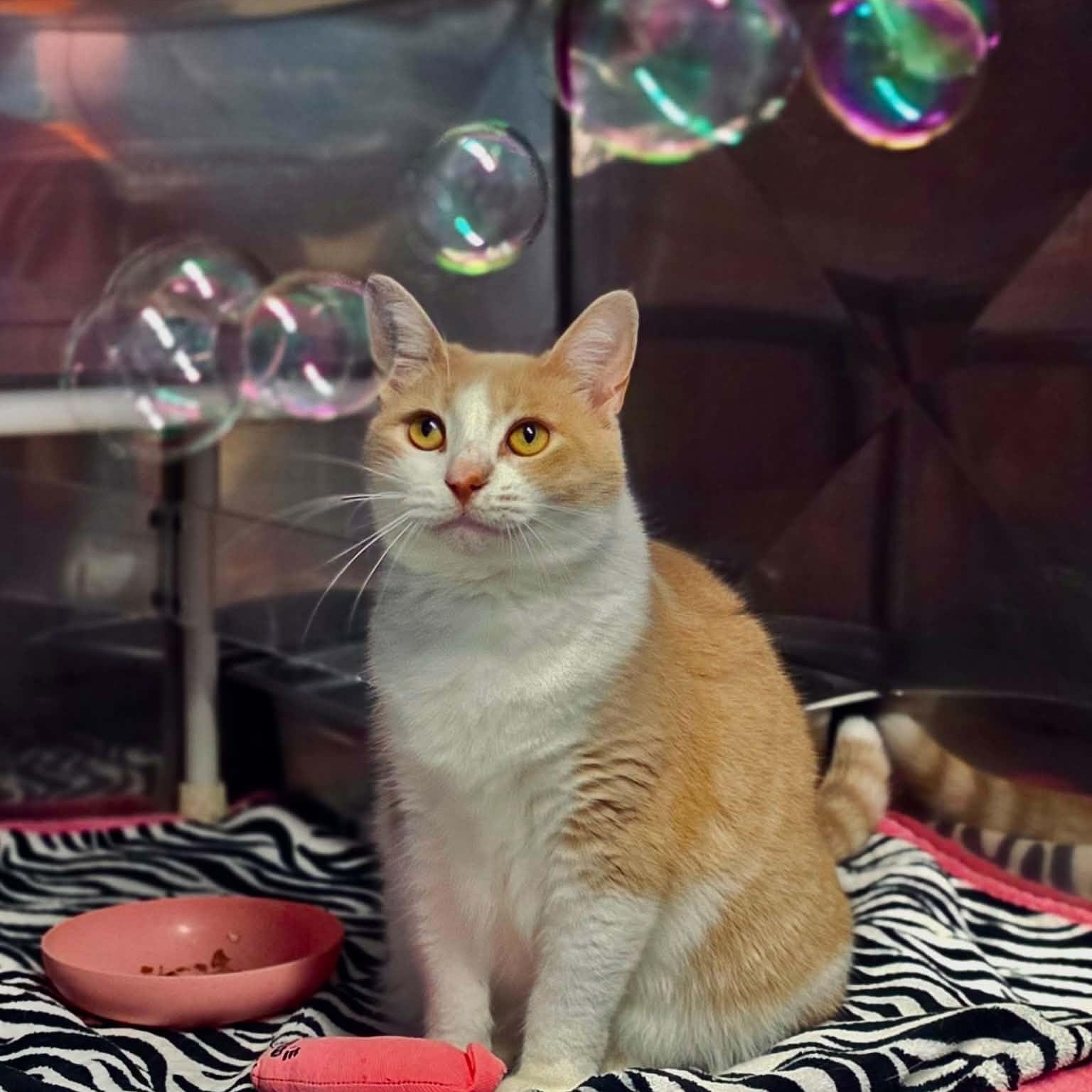 Maple, Adopted, Adult Female Domestic Short Hair.