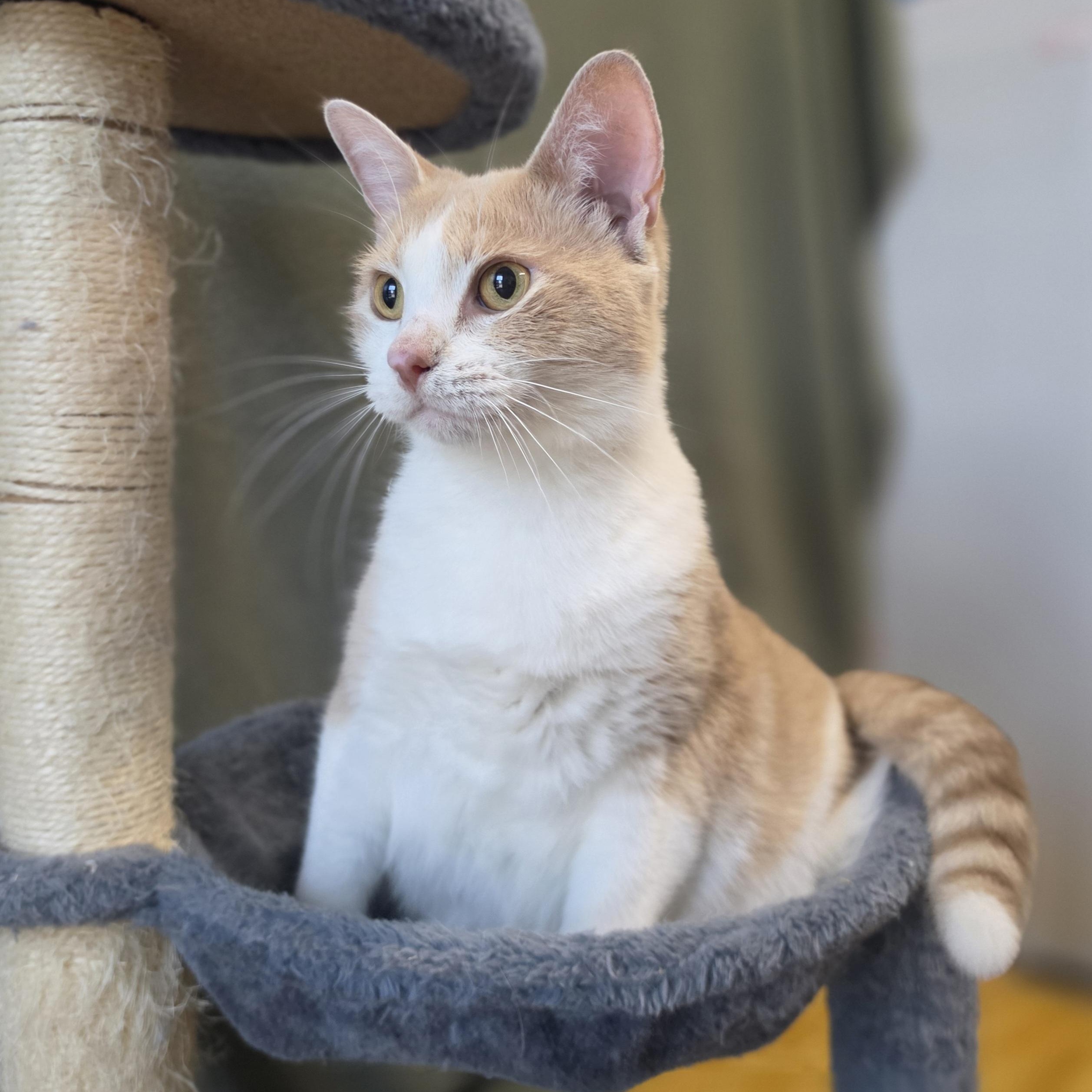 Enlarge Maple, a Adopted Domestic Short Hair in Lowell, AR image 4/5