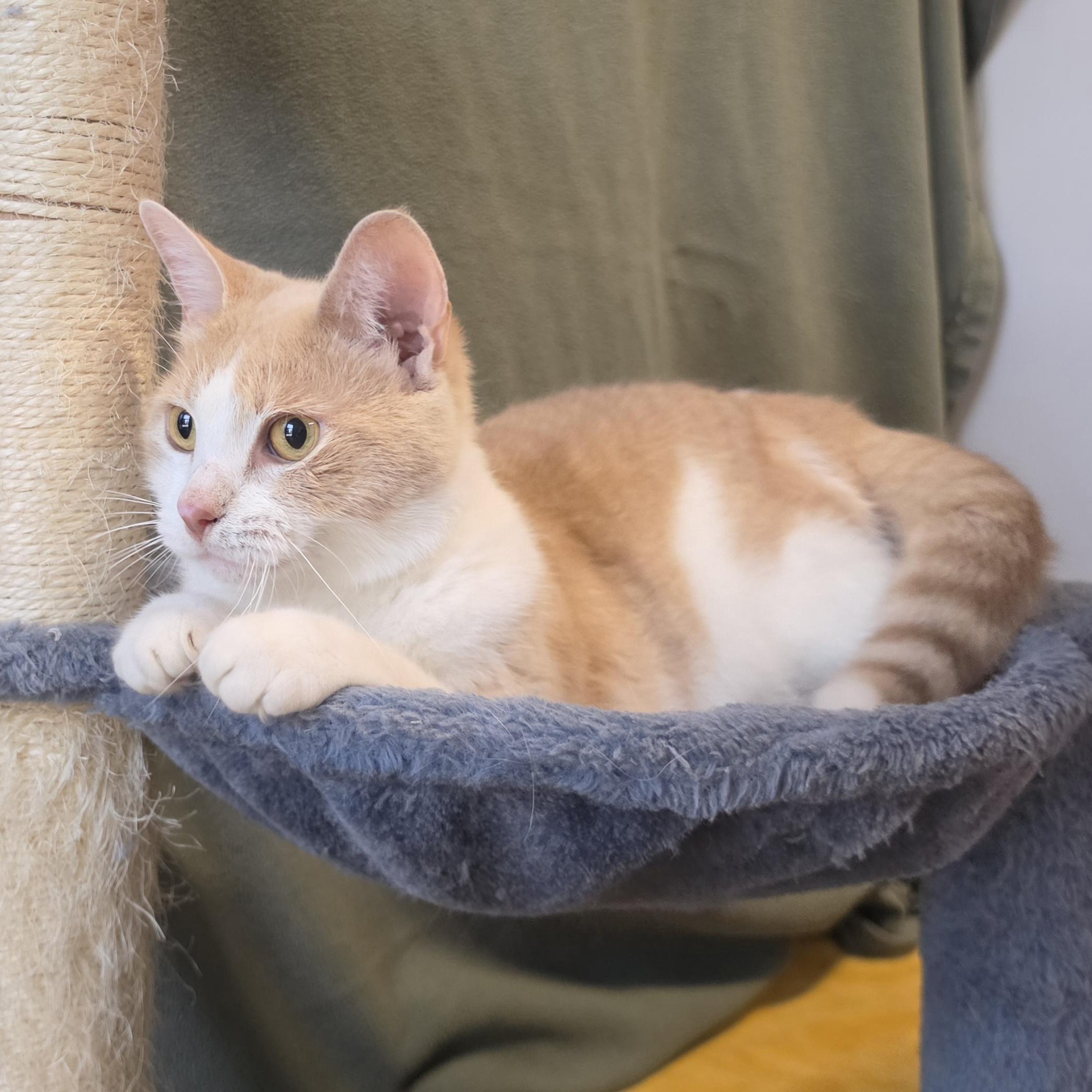Enlarge Maple, a Adopted Domestic Short Hair in Lowell, AR image 2/5