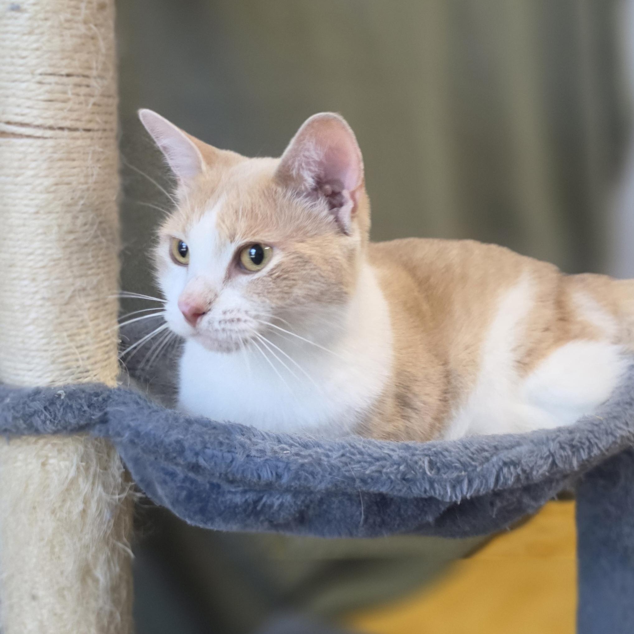 Enlarge Maple, a Adopted Domestic Short Hair in Lowell, AR image 3/5