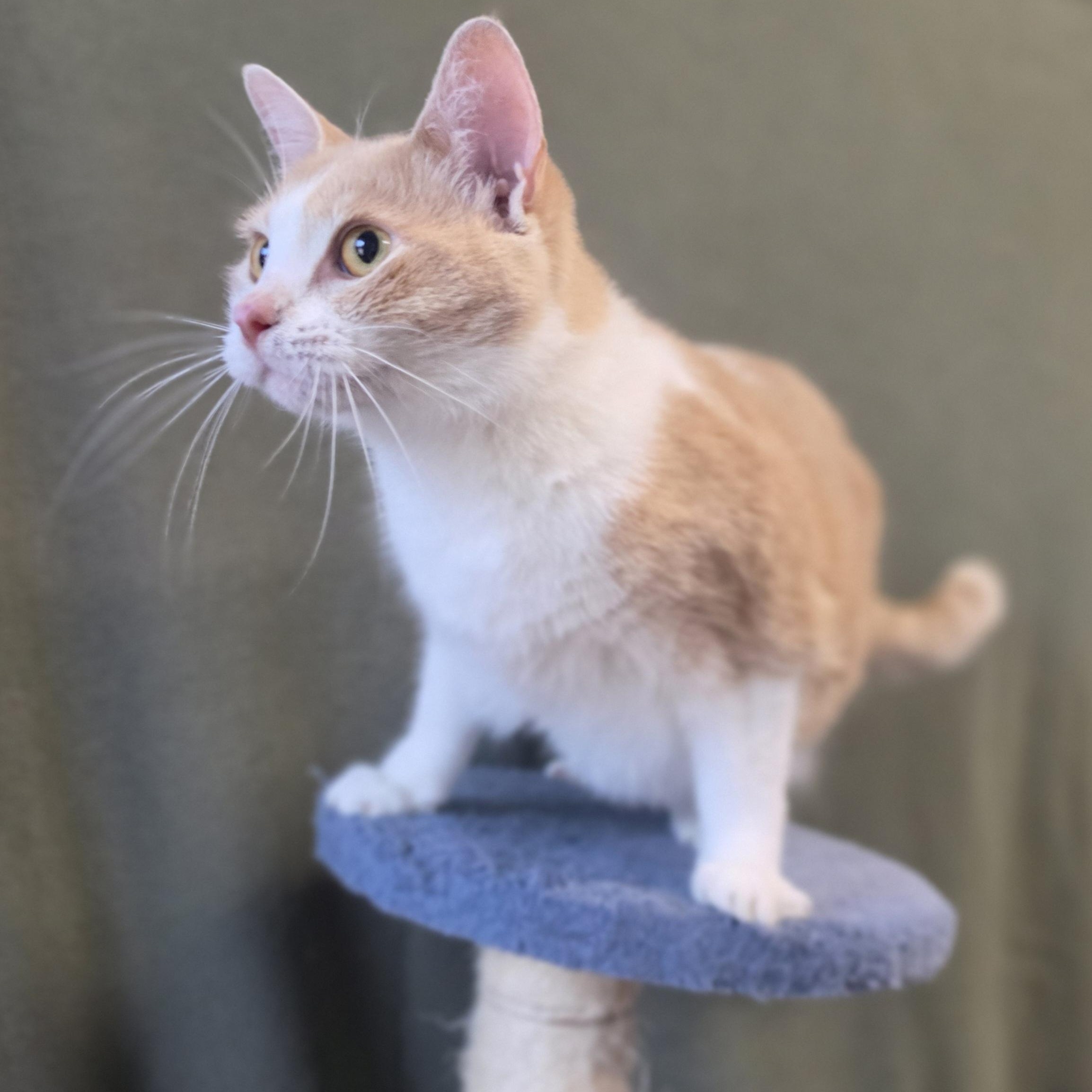 Enlarge Maple, a Adopted Domestic Short Hair in Lowell, AR image 5/5