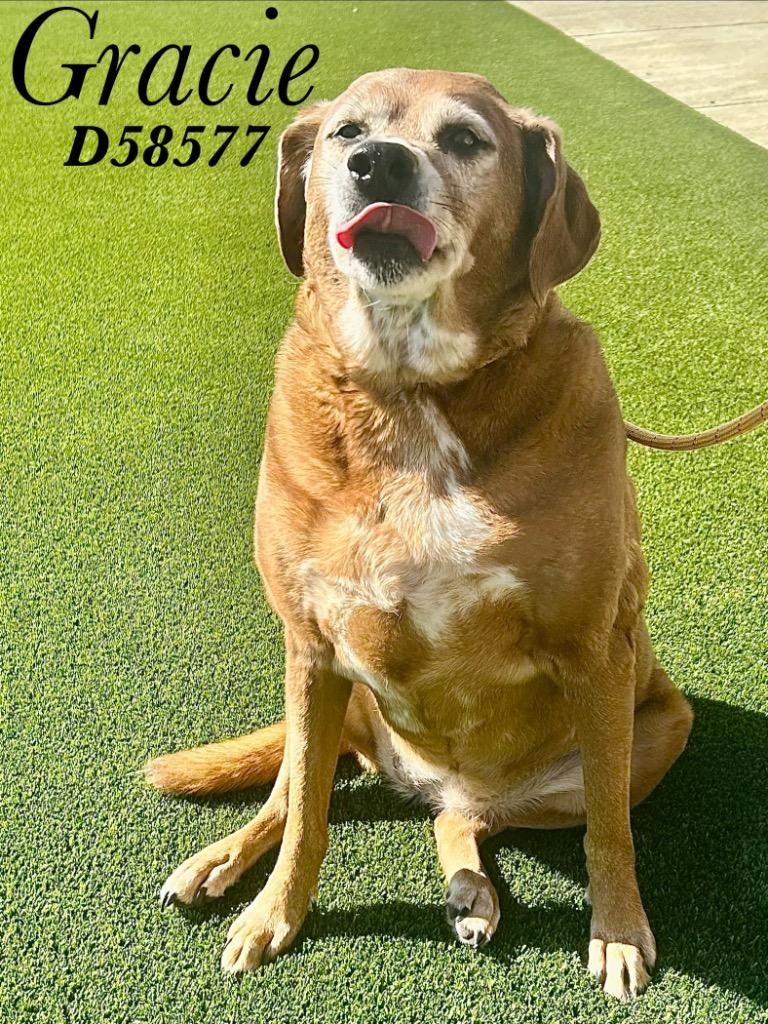 Enlarge Gracie, a Adoptable Redbone Coonhound in Clarksville, TN image 1/1
