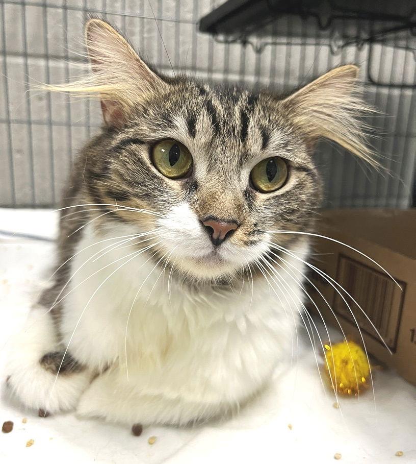 Ellen, Adopted, Young Female Tabby & Domestic Medium Hair.