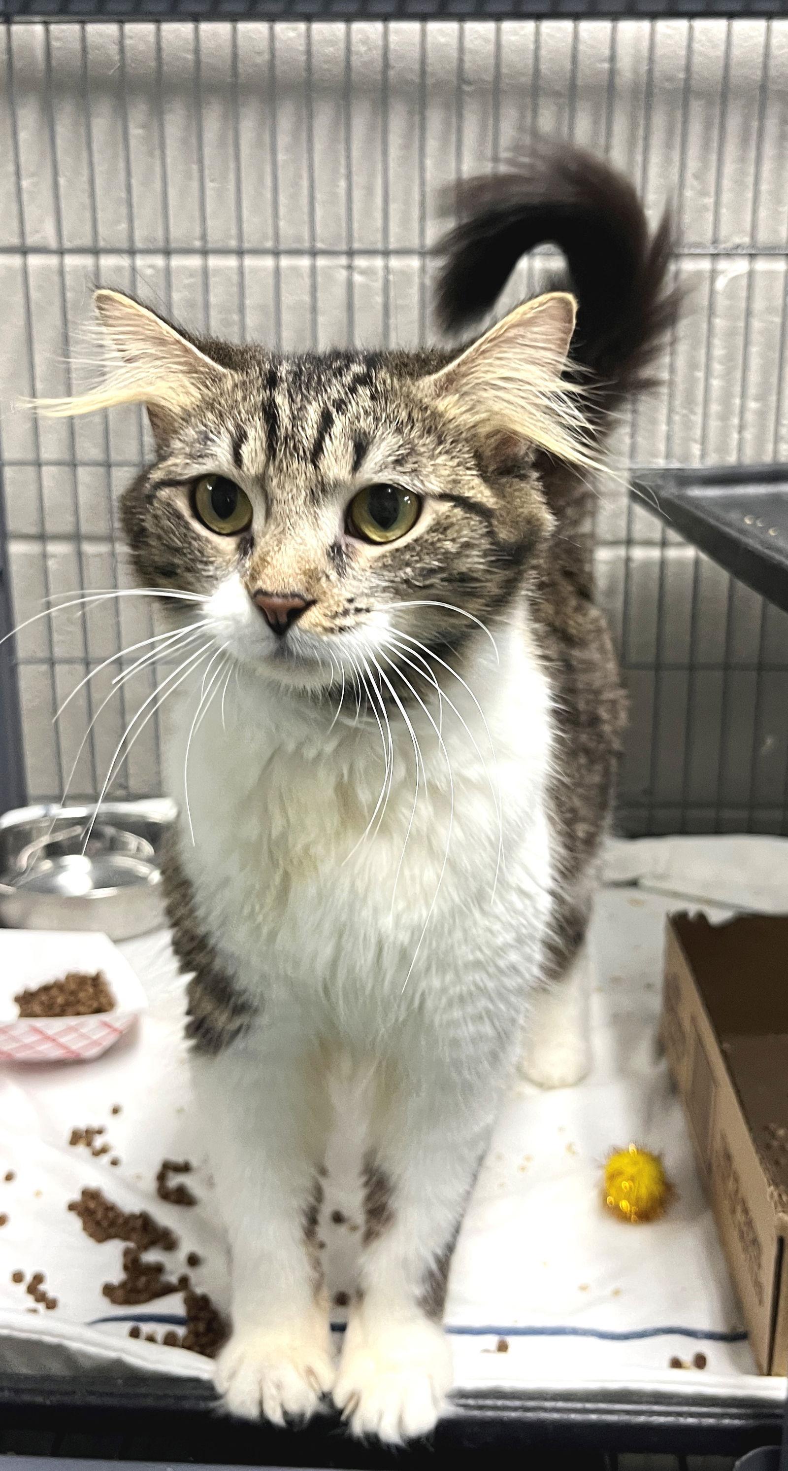 Enlarge Ellen, a Adopted mixed breed in Carrollton, GA image 2/3