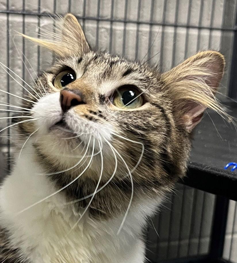 Enlarge Ellen, a Adopted mixed breed in Carrollton, GA image 3/3