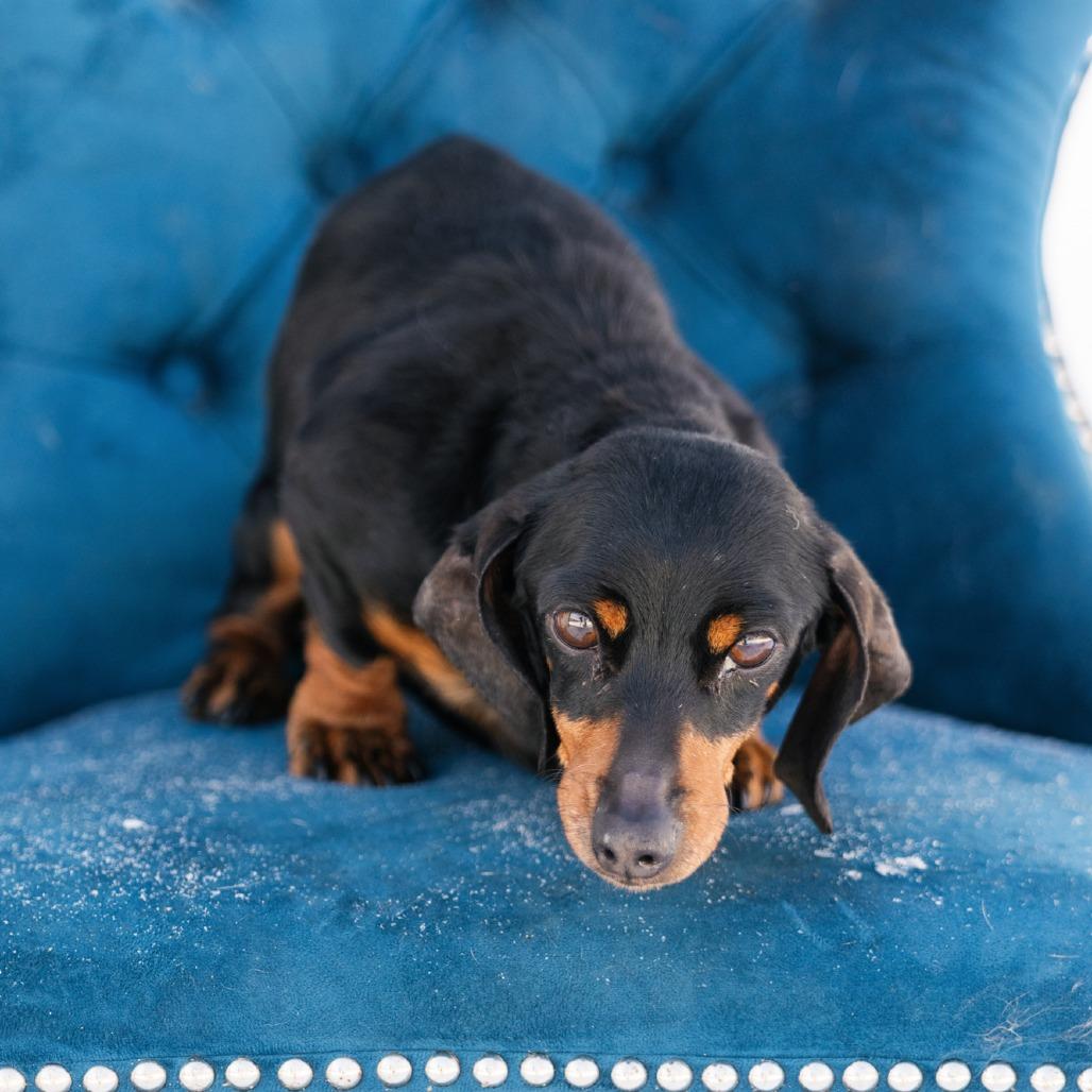 Rylan, ADOPTABLE, Adult Male Dachshund (Miniature Long Haired).