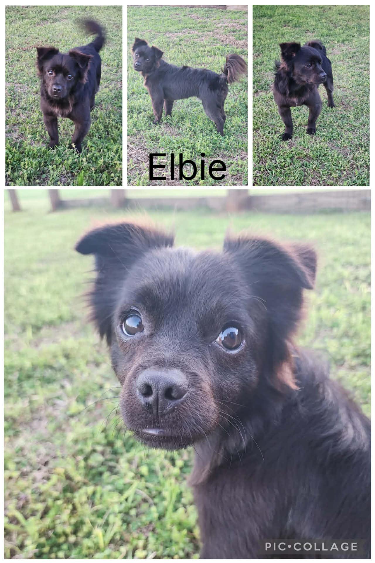 Elbie, ADOPTABLE, Adult Male Pekingese & Dachshund.