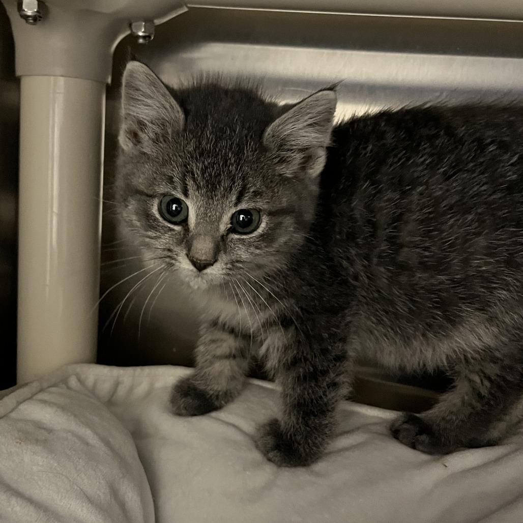 Gussie, Adoptable, Kitten Female Domestic Medium Hair.