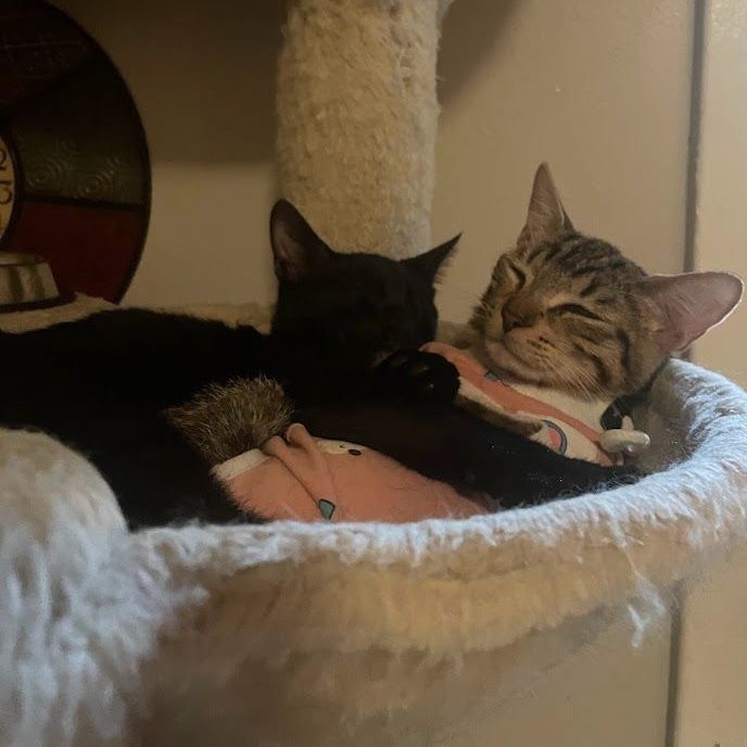 Hina, Adoptable, Kitten Female Tabby & Domestic Short Hair.