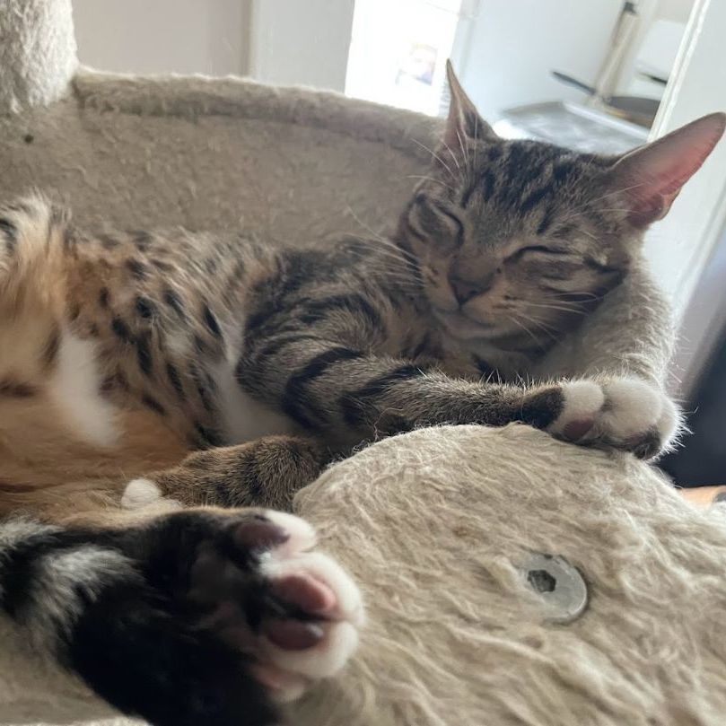 Enlarge Hina, a Adoptable mixed breed in Long Beach, CA image 2/6