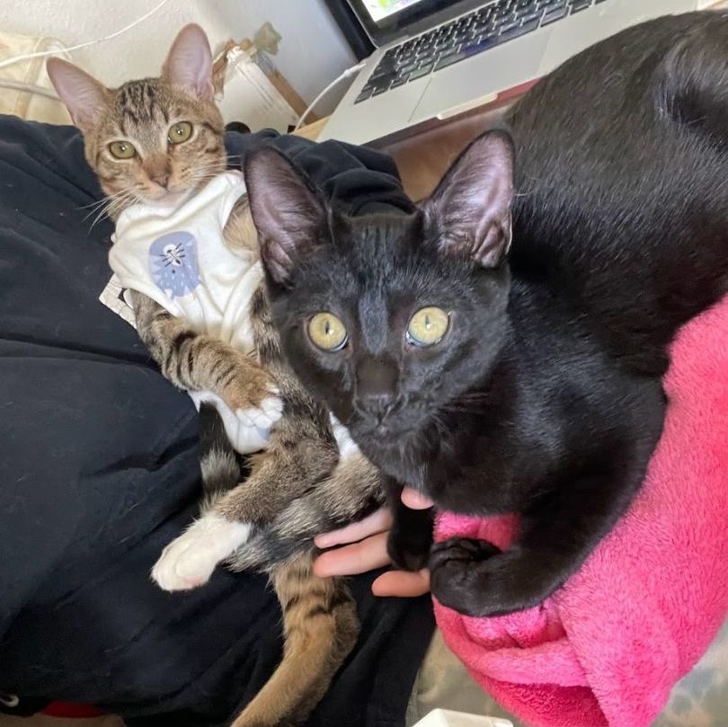 Enlarge Hina, a Adoptable mixed breed in Long Beach, CA image 4/6