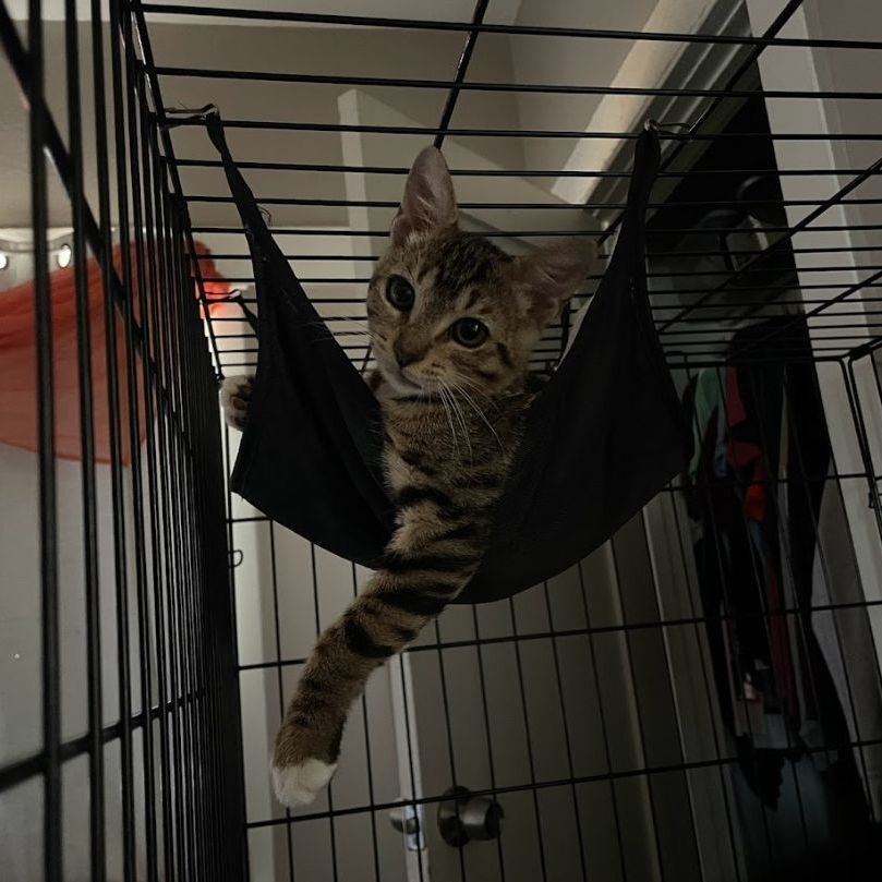 Enlarge Hina, a Adoptable mixed breed in Long Beach, CA image 5/6