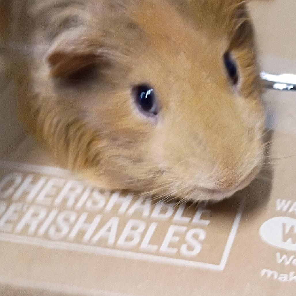 Enlarge Floyd, a Adoptable mixed breed in Tampa, FL image 1/1