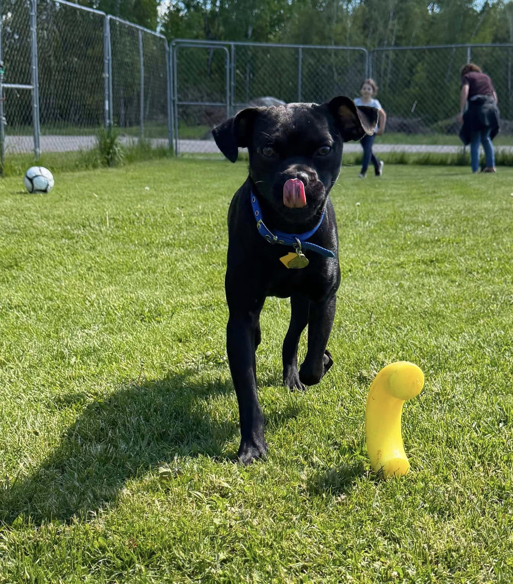Pugsley, a ADOPTABLE mixed breed in Gouverneur, NY image 2/2