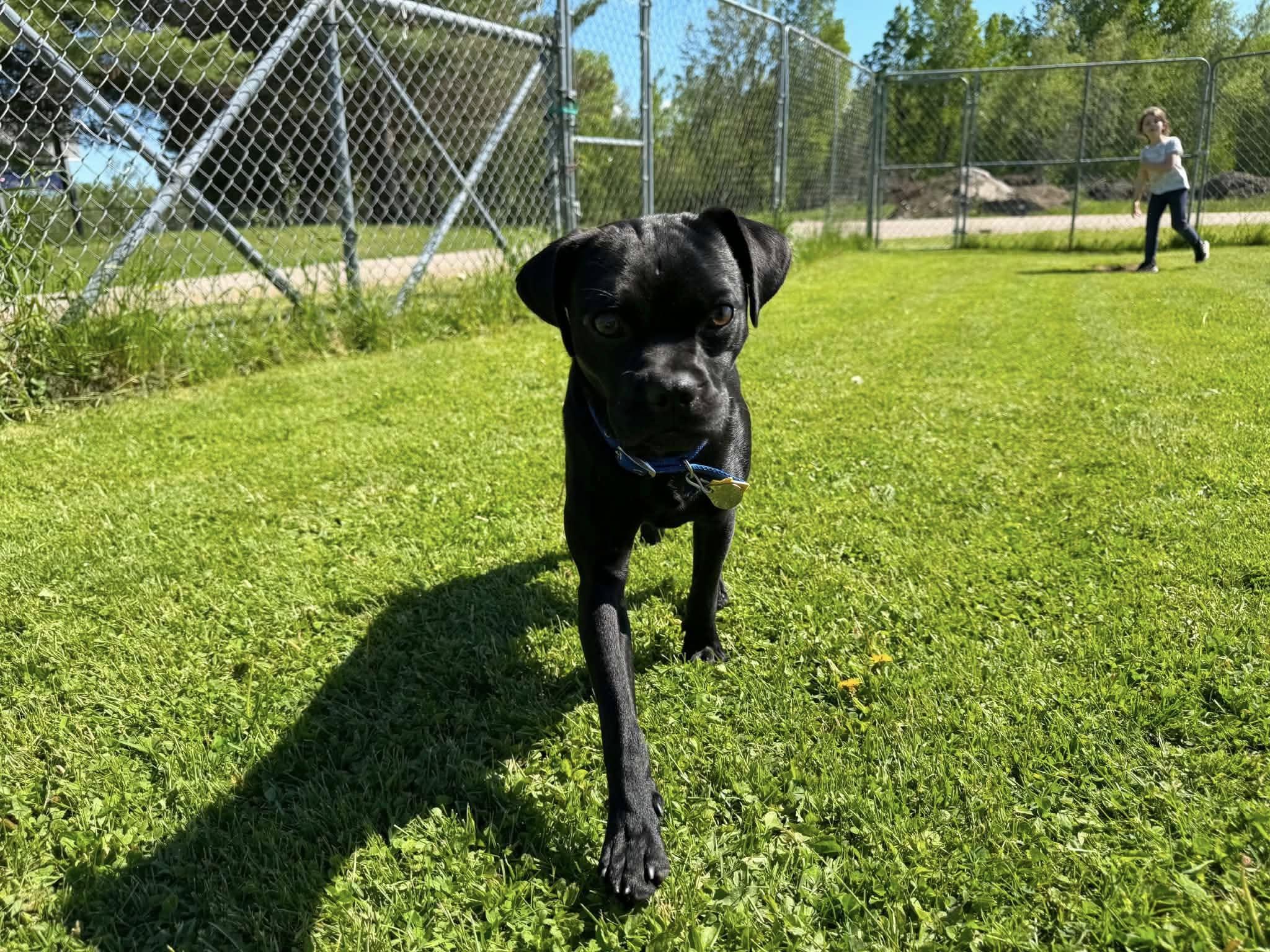 Pugsley, ADOPTABLE, Young Male Puggle.