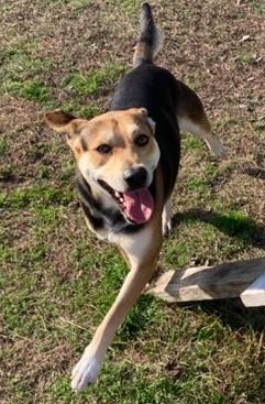 Walker, adopted, Young Male German Shepherd Dog.