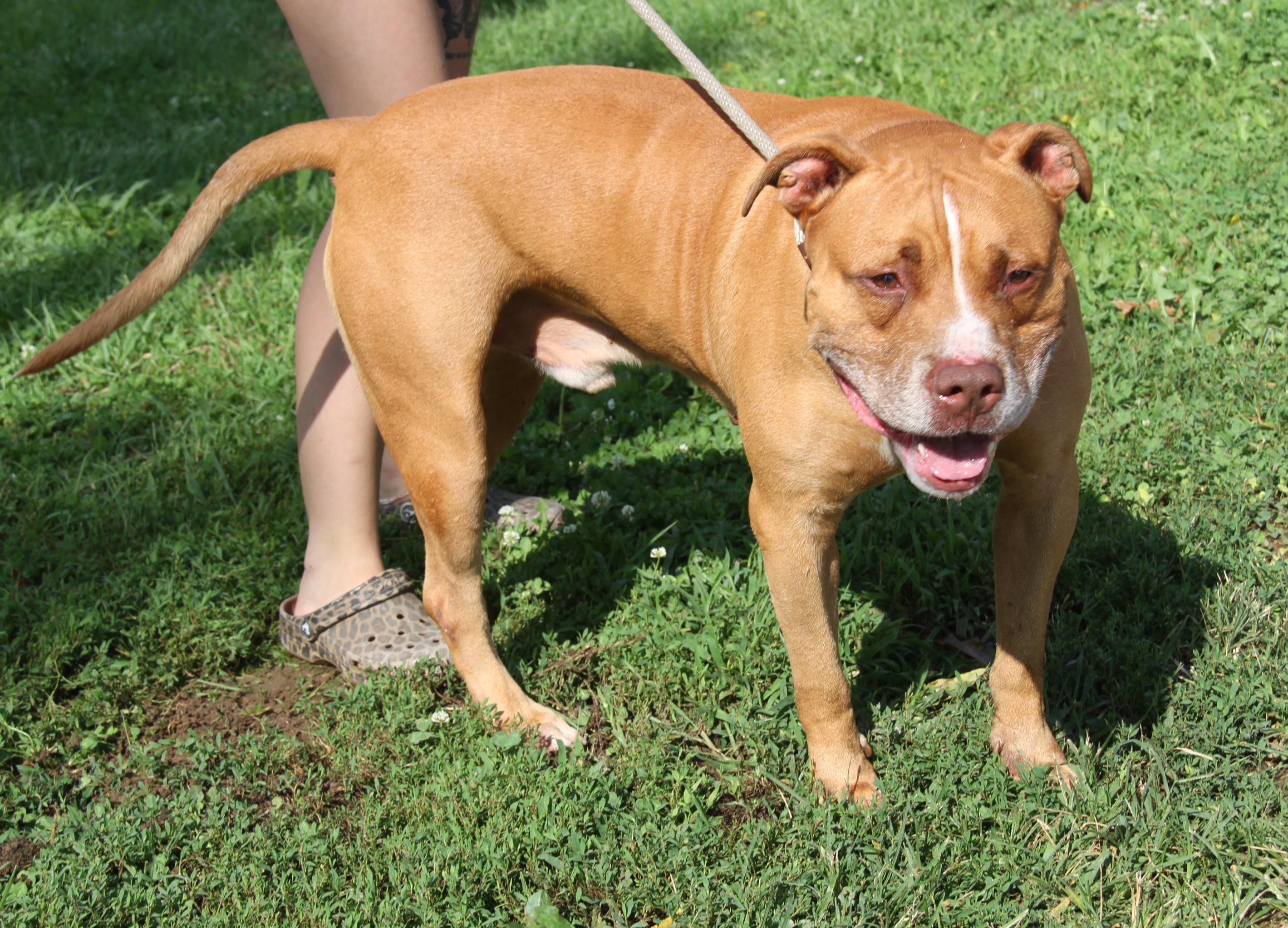 Enlarge Bahama Mama (Photos August 2nd 2026), a Adoptable mixed breed in Marietta, OH image 1/6