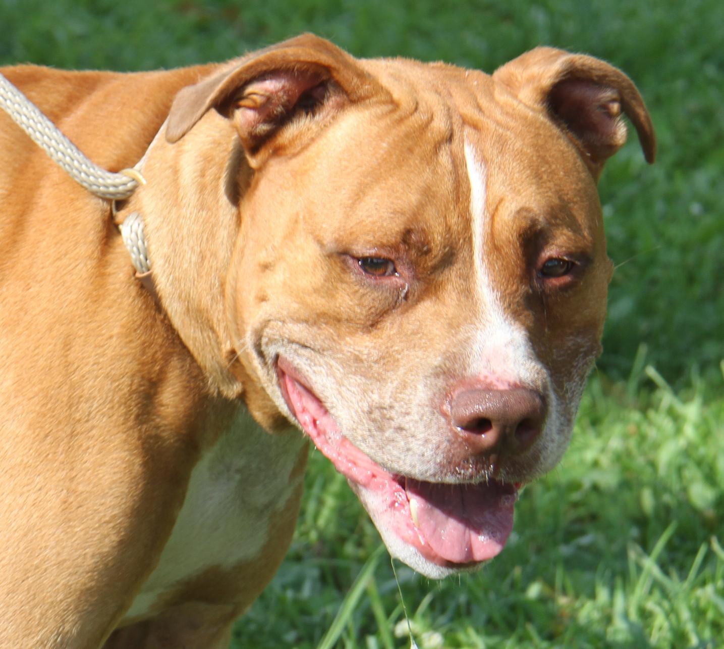 Enlarge Bahama Mama (Photos August 2nd 2026), a Adoptable mixed breed in Marietta, OH image 4/6