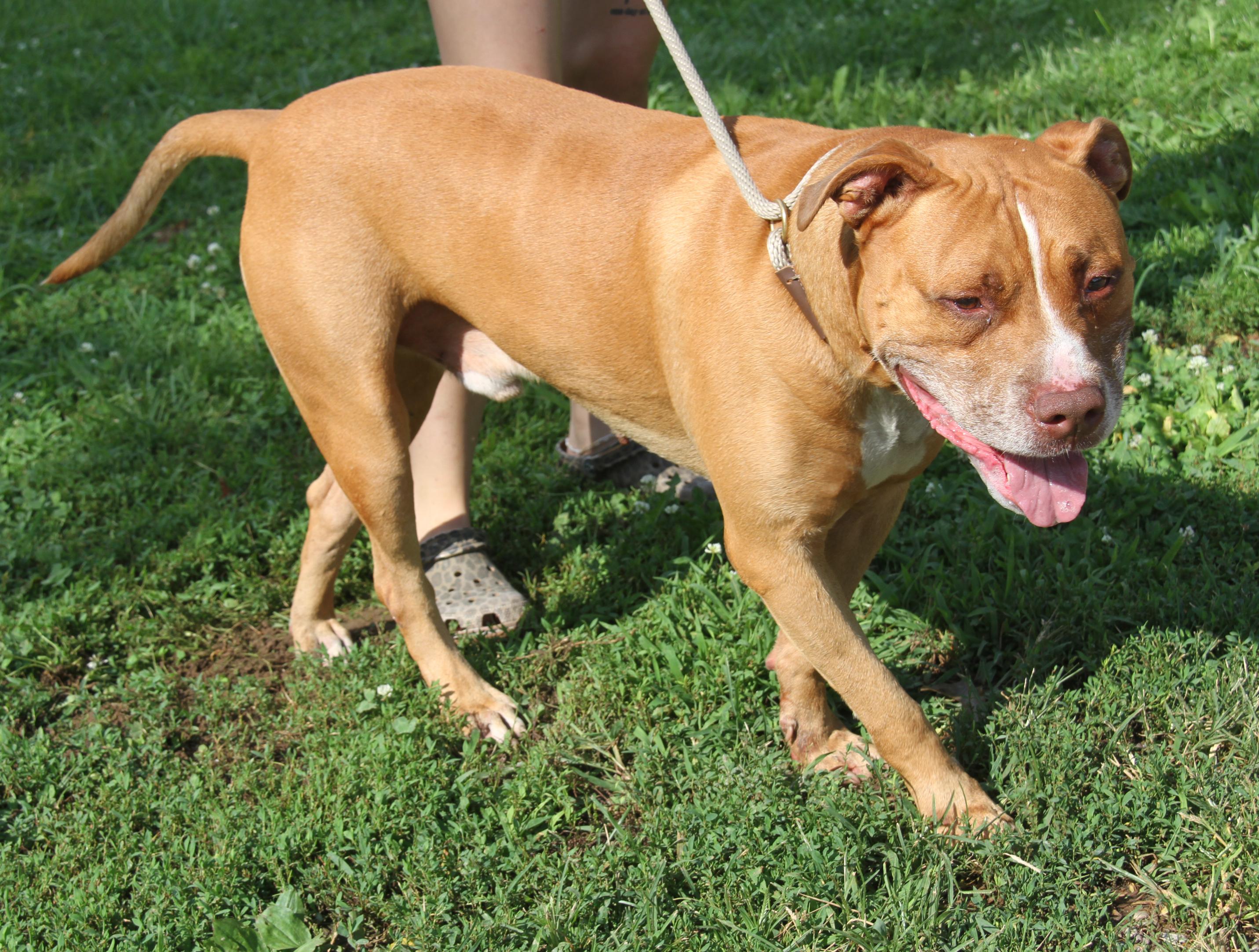 Enlarge Bahama Mama (Photos August 2nd 2026), a Adoptable mixed breed in Marietta, OH image 2/6