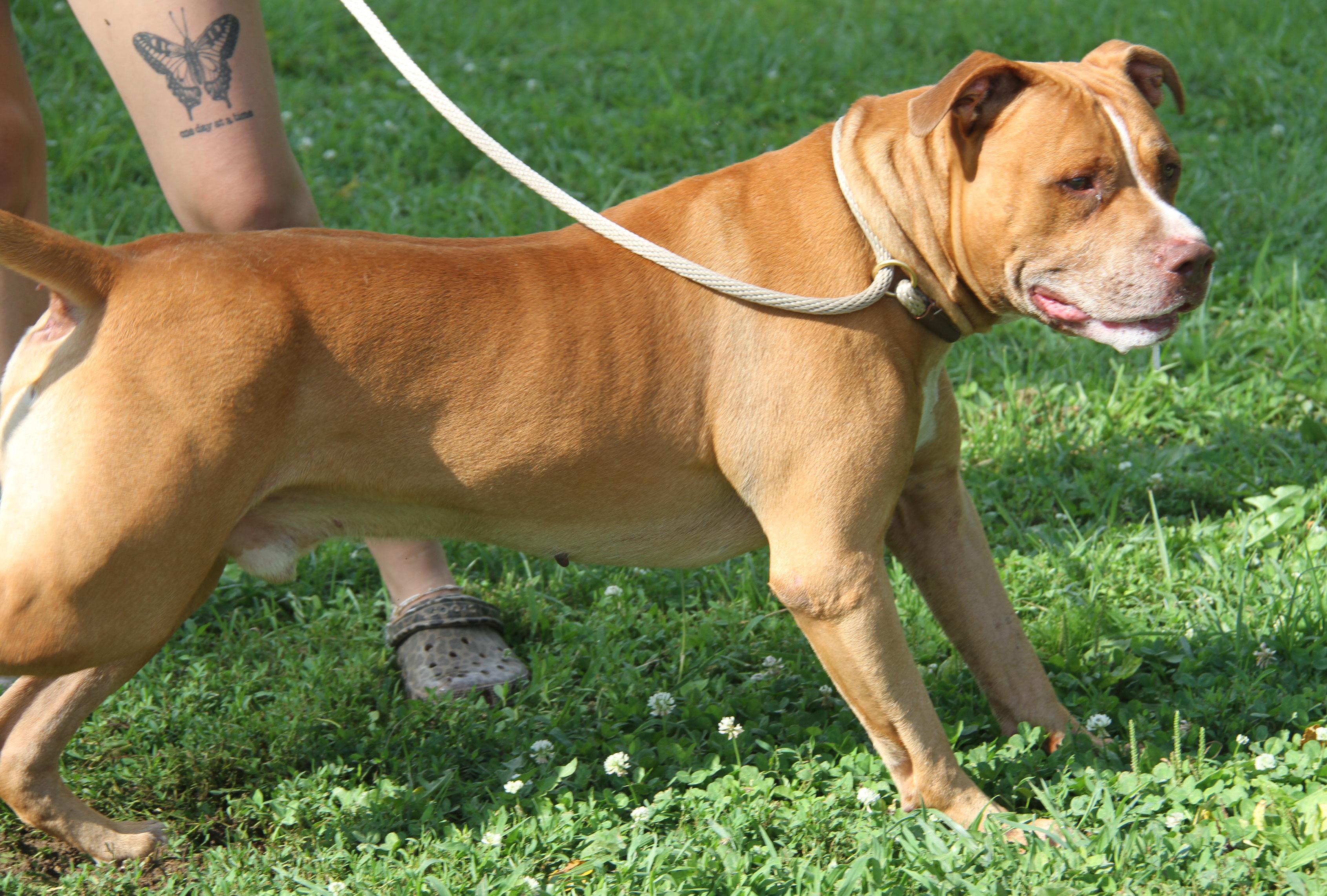 Enlarge Bahama Mama (Photos August 2nd 2026), a Adoptable mixed breed in Marietta, OH image 5/6