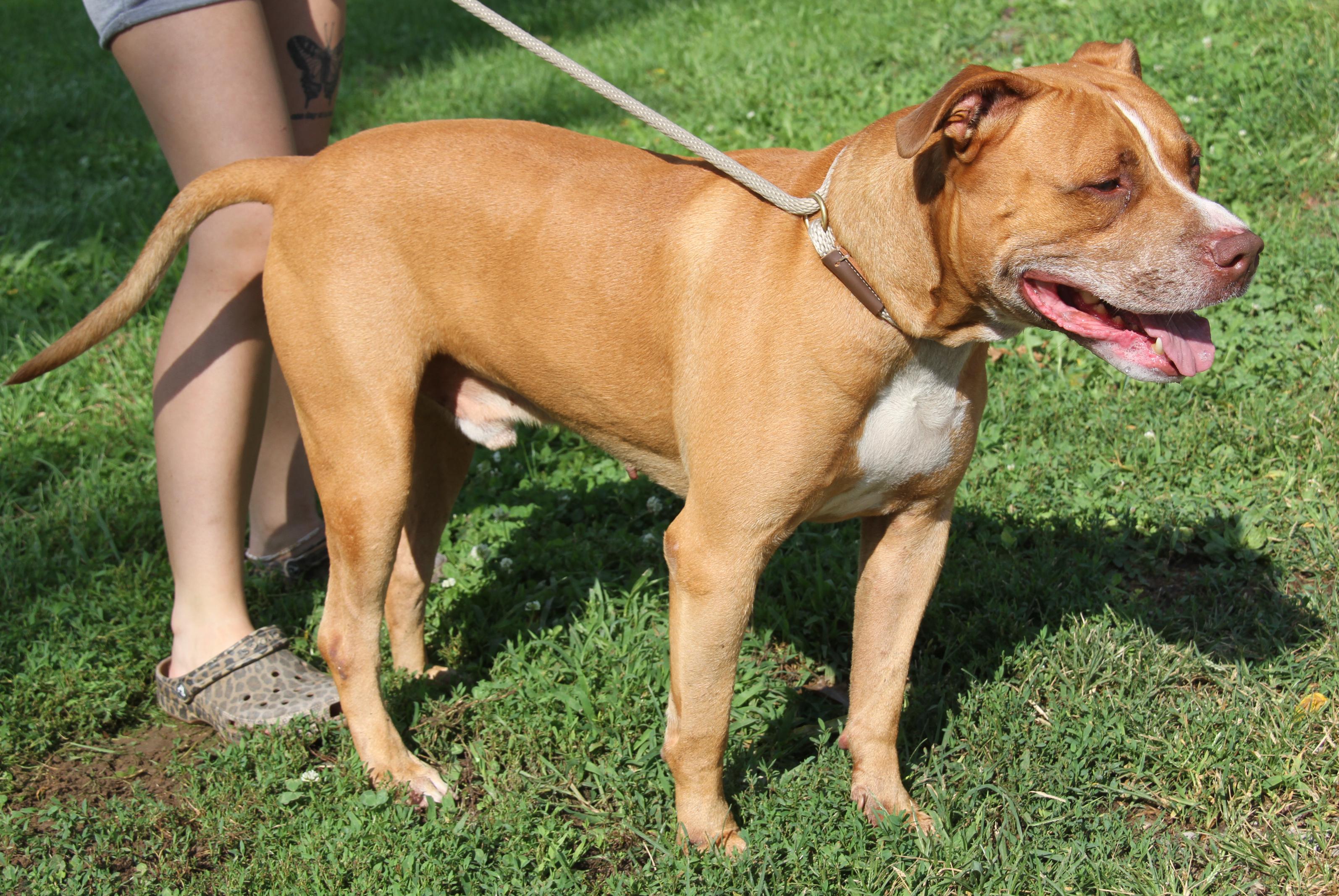 Enlarge Bahama Mama (Photos August 2nd 2026), a Adoptable mixed breed in Marietta, OH image 3/6