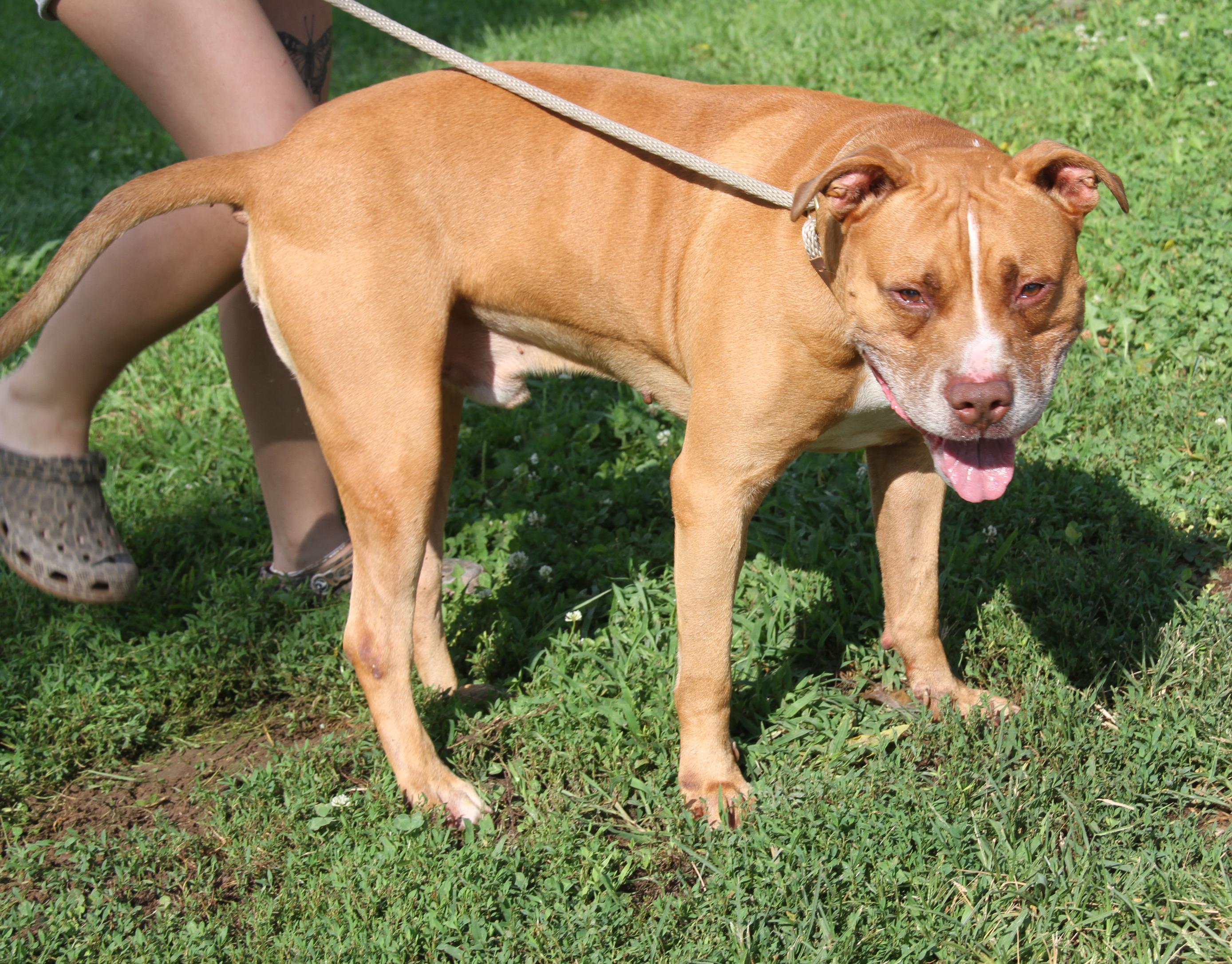 Enlarge Bahama Mama (Photos August 2nd 2026), a Adoptable mixed breed in Marietta, OH image 6/6