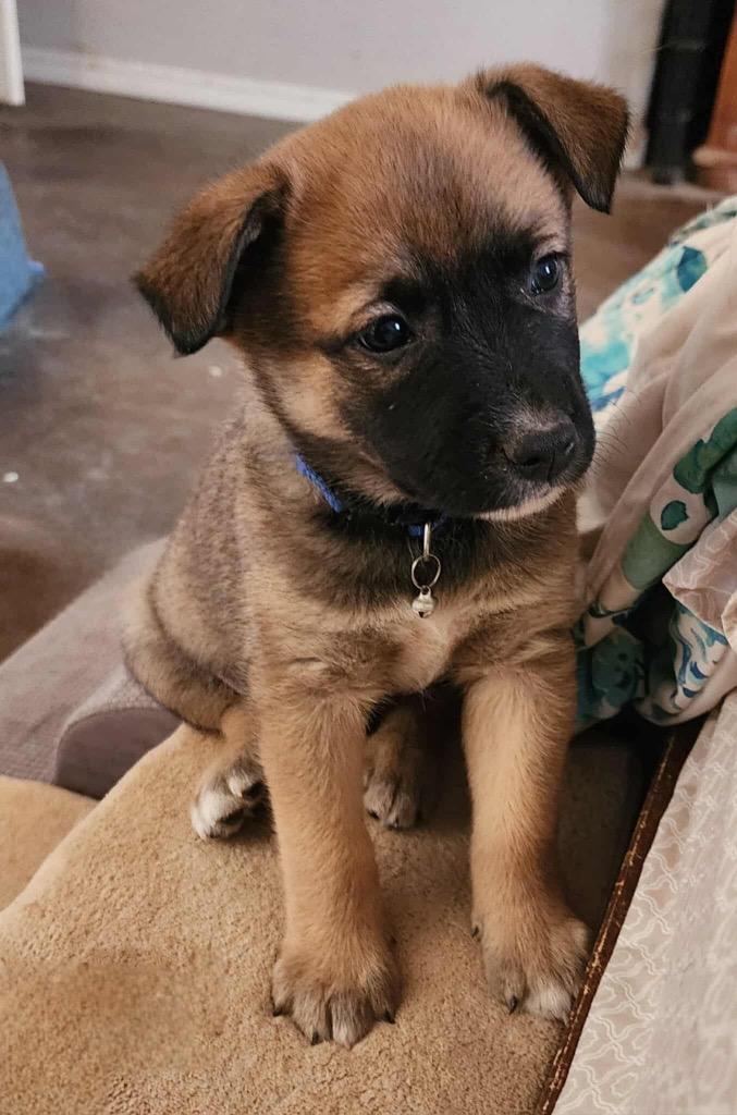 Rolly, Adoptable, Puppy Male Shepherd.