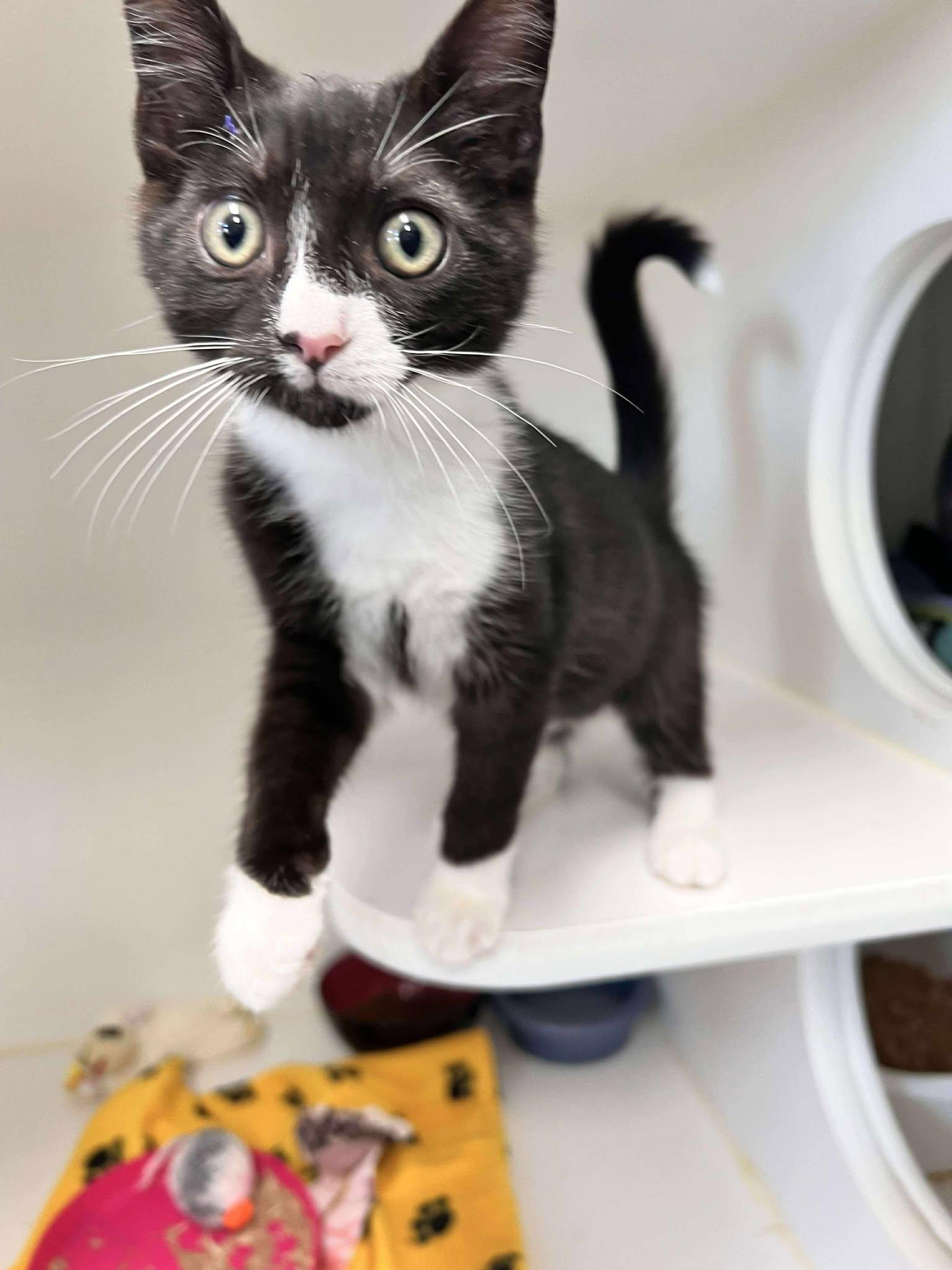 Aree, an adoptable Domestic Short Hair in Othello, WA, 99344 | Photo Image 2