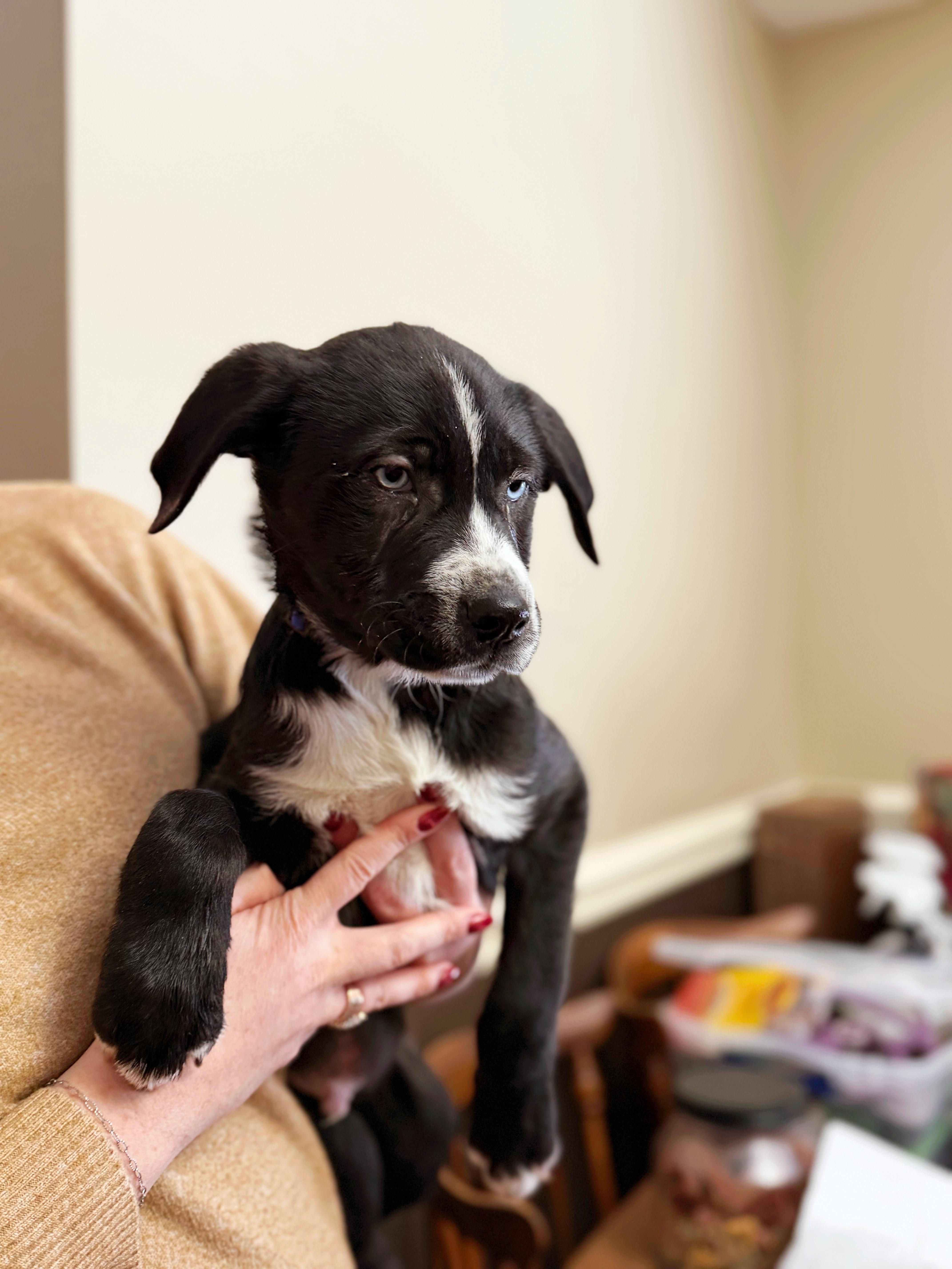 Potato, a Adoptable mixed breed in Seville, OH image 1/2