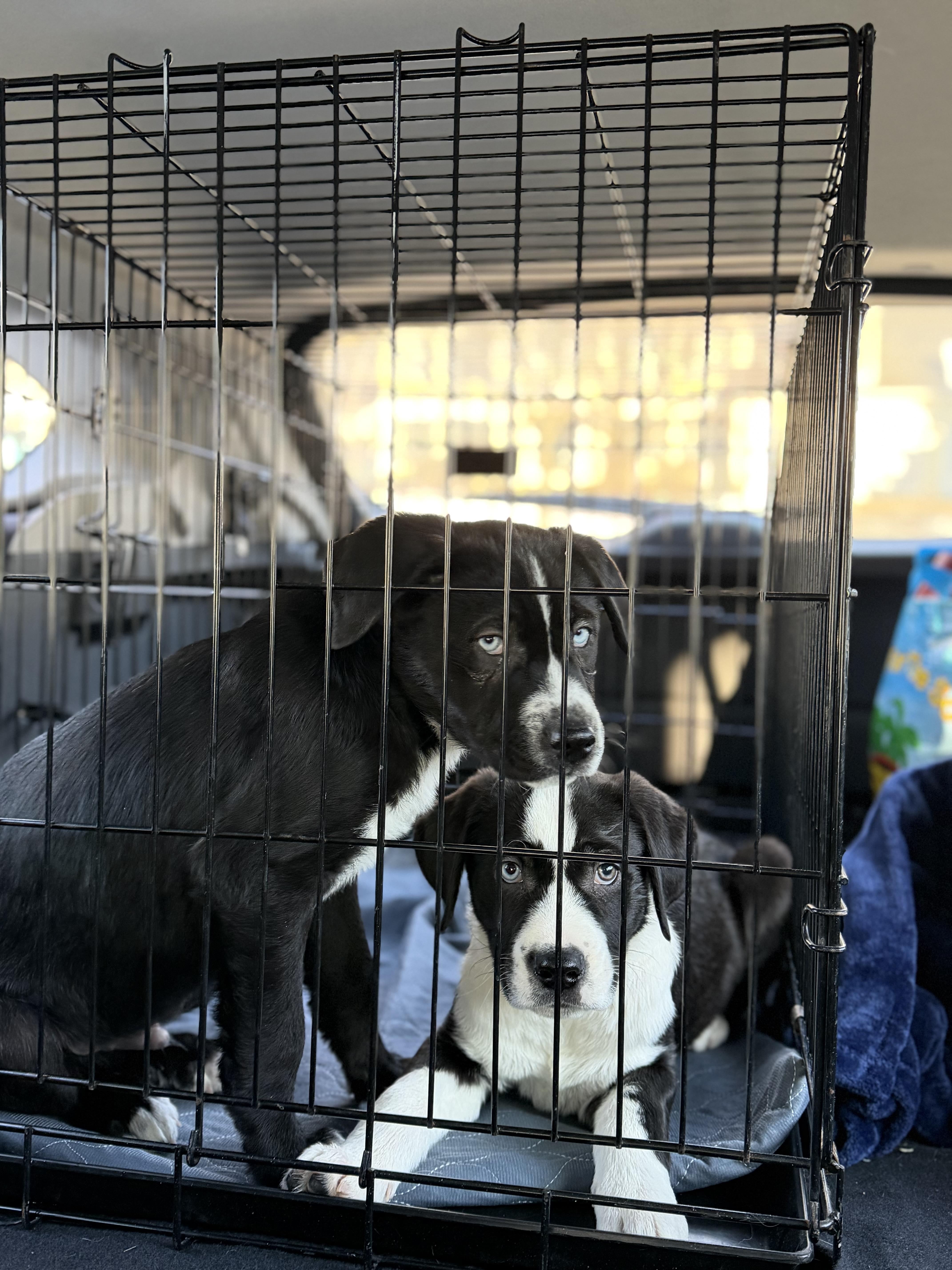 Potato — thumbnail 2