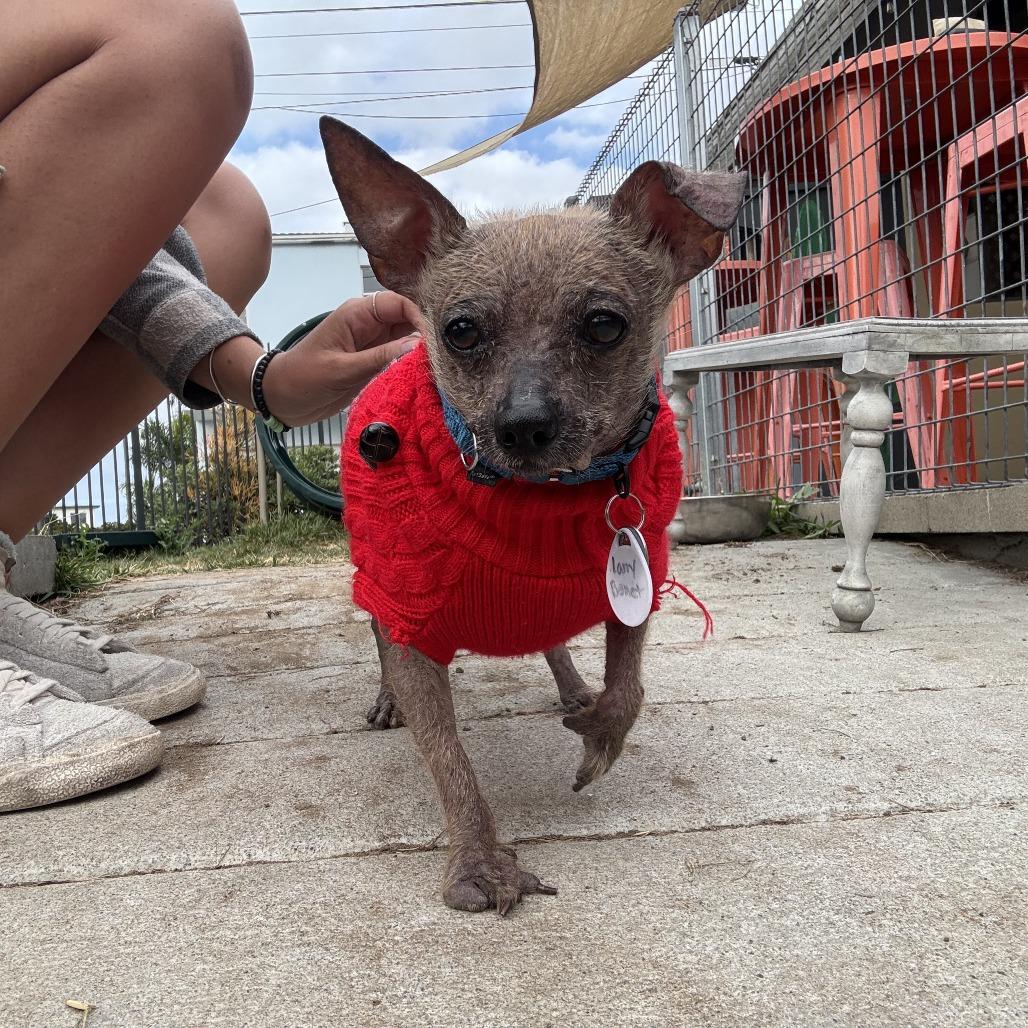 Larry Benoit, Adoptable, Senior Male Chihuahua.