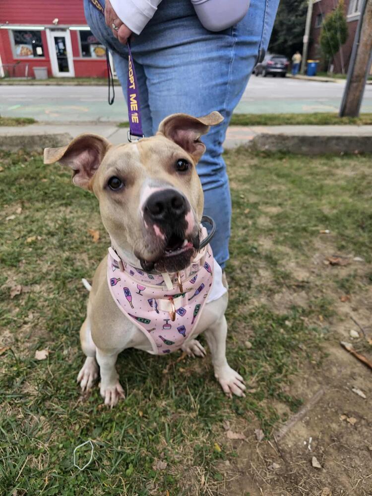 Enlarge Sunny, a Adoptable mixed breed in Indianapolis, IN image 1/5