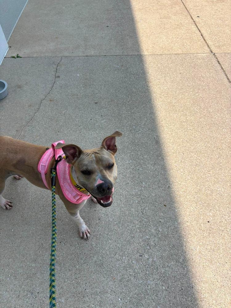Enlarge Sunny, a Adoptable mixed breed in Indianapolis, IN image 2/6