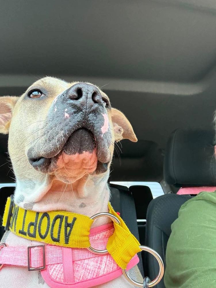 Enlarge Sunny, a Adoptable mixed breed in Indianapolis, IN image 2/6